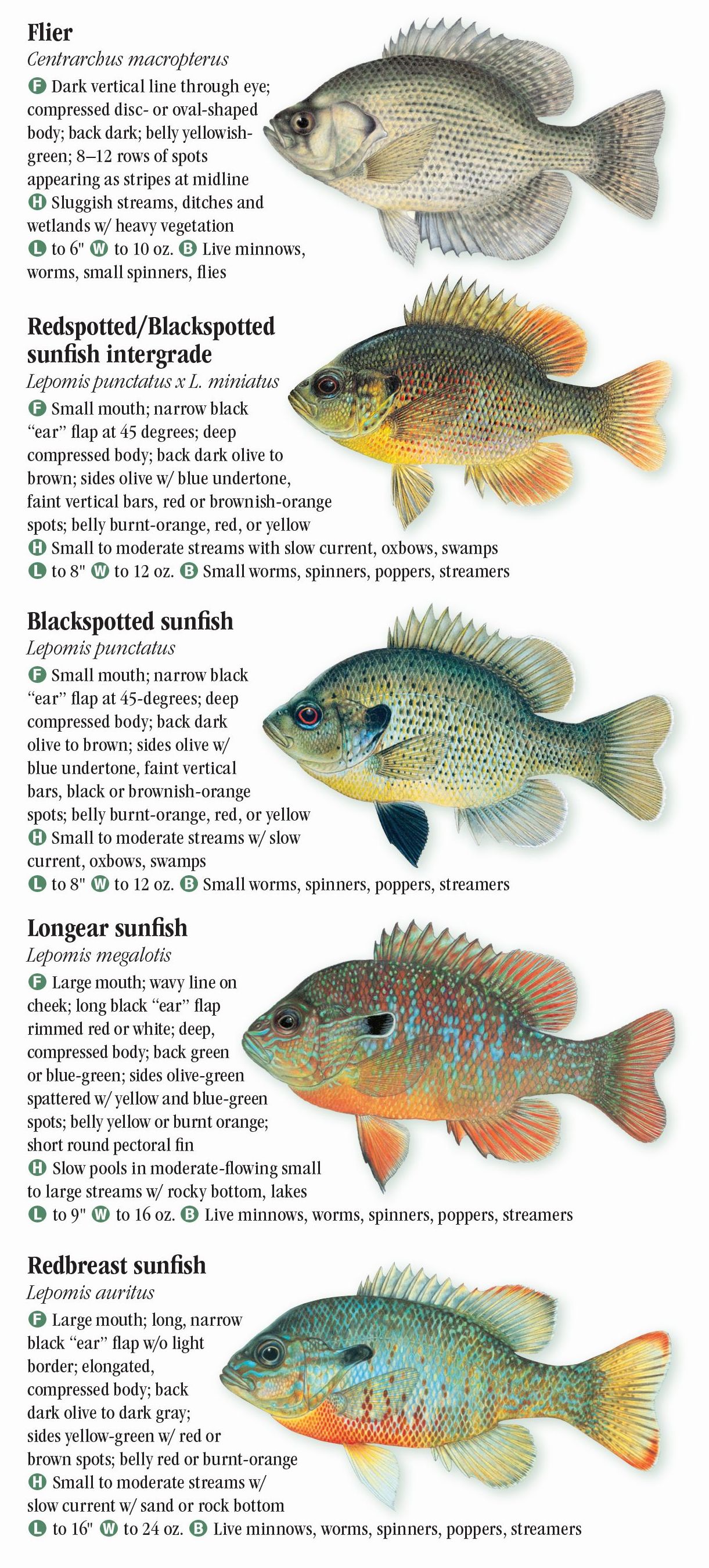 freshwater-fishes-of-florida-quick-reference-publishing-retail