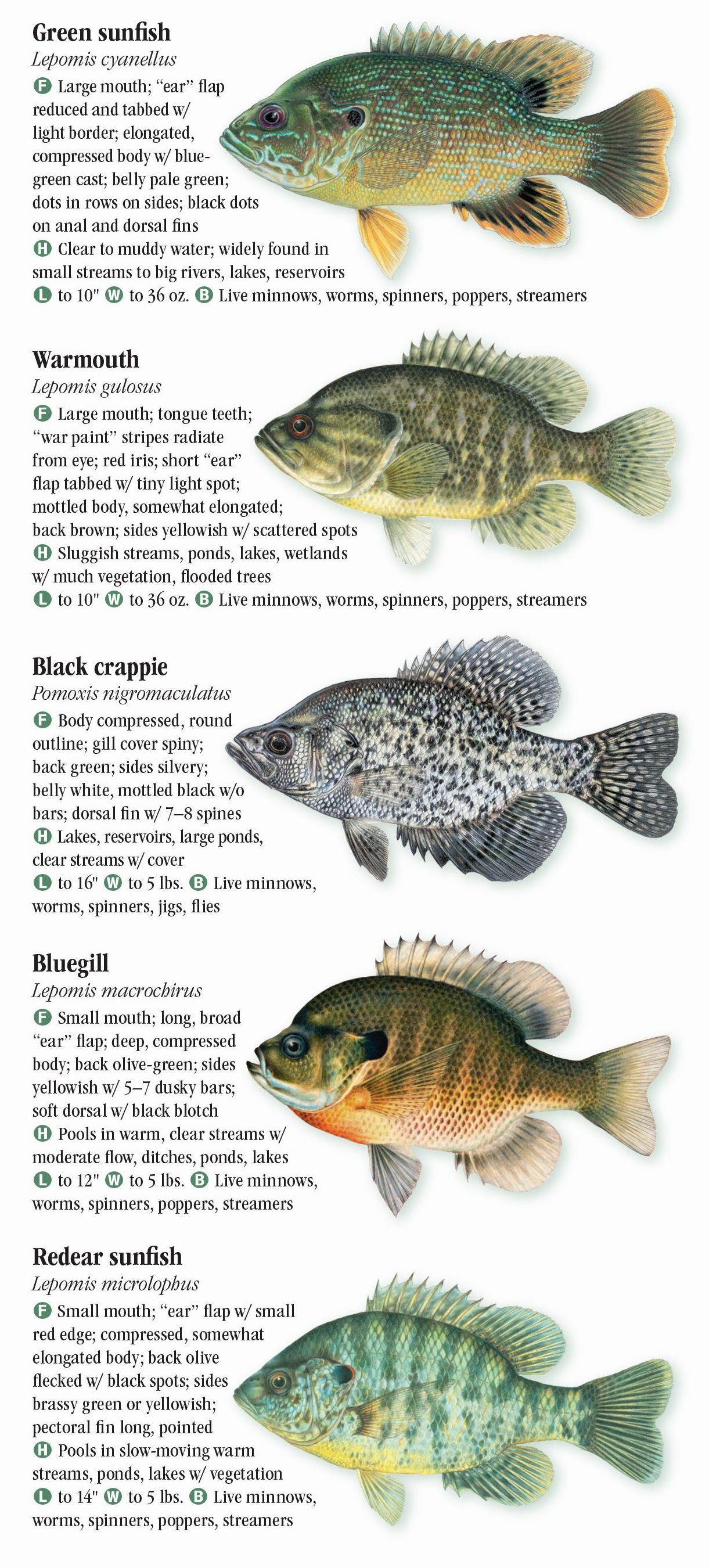 Freshwater Fishes of Florida Quick Reference Publishing Retail