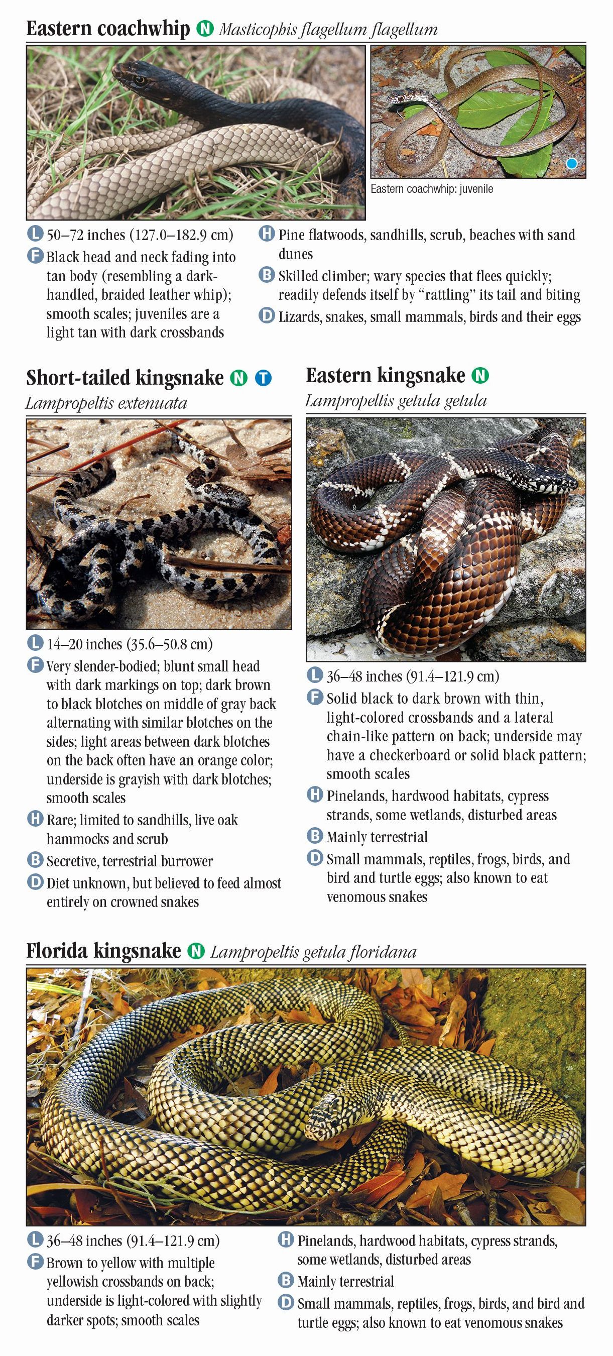 Snakes of Central Florida – Quick Reference Publishing Retail