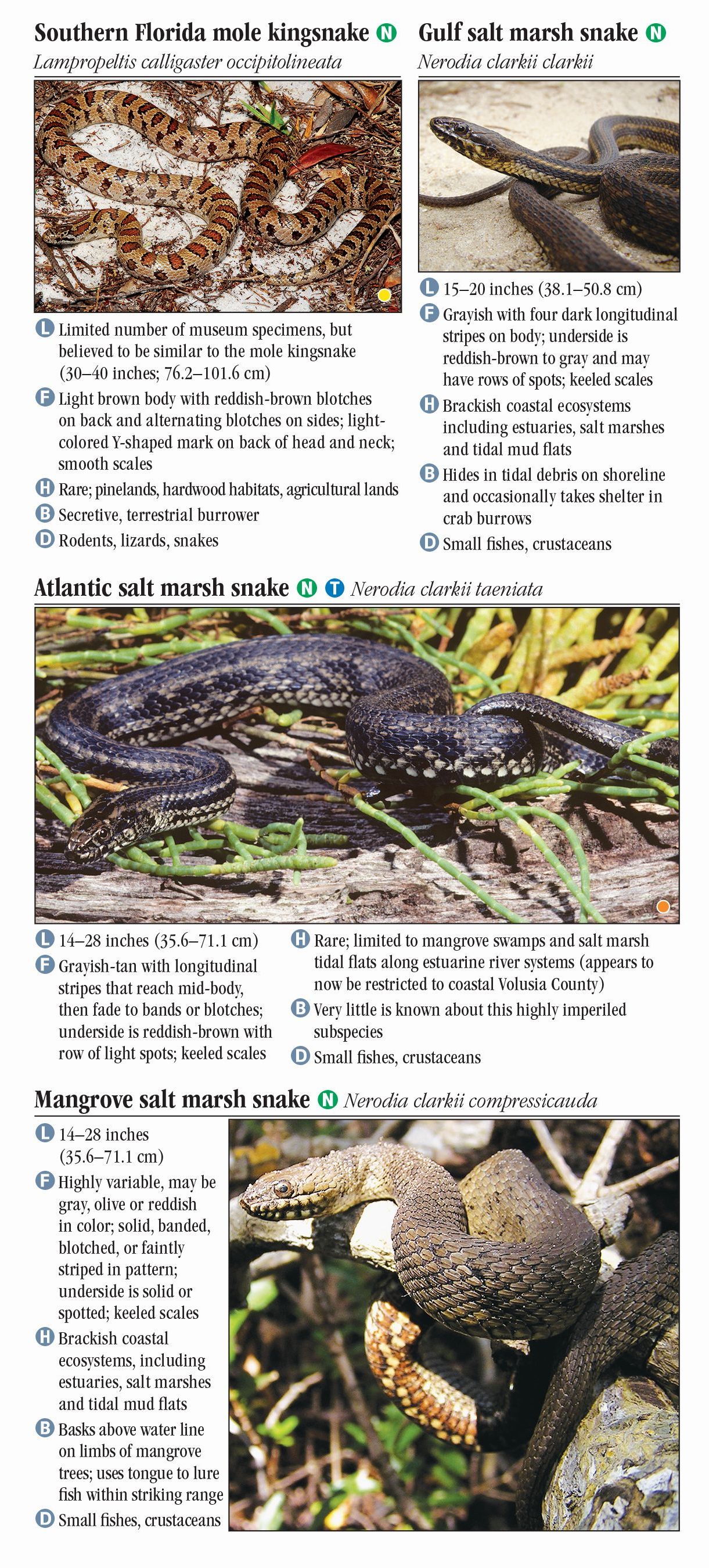 Common Florida Snakes Identification Chart