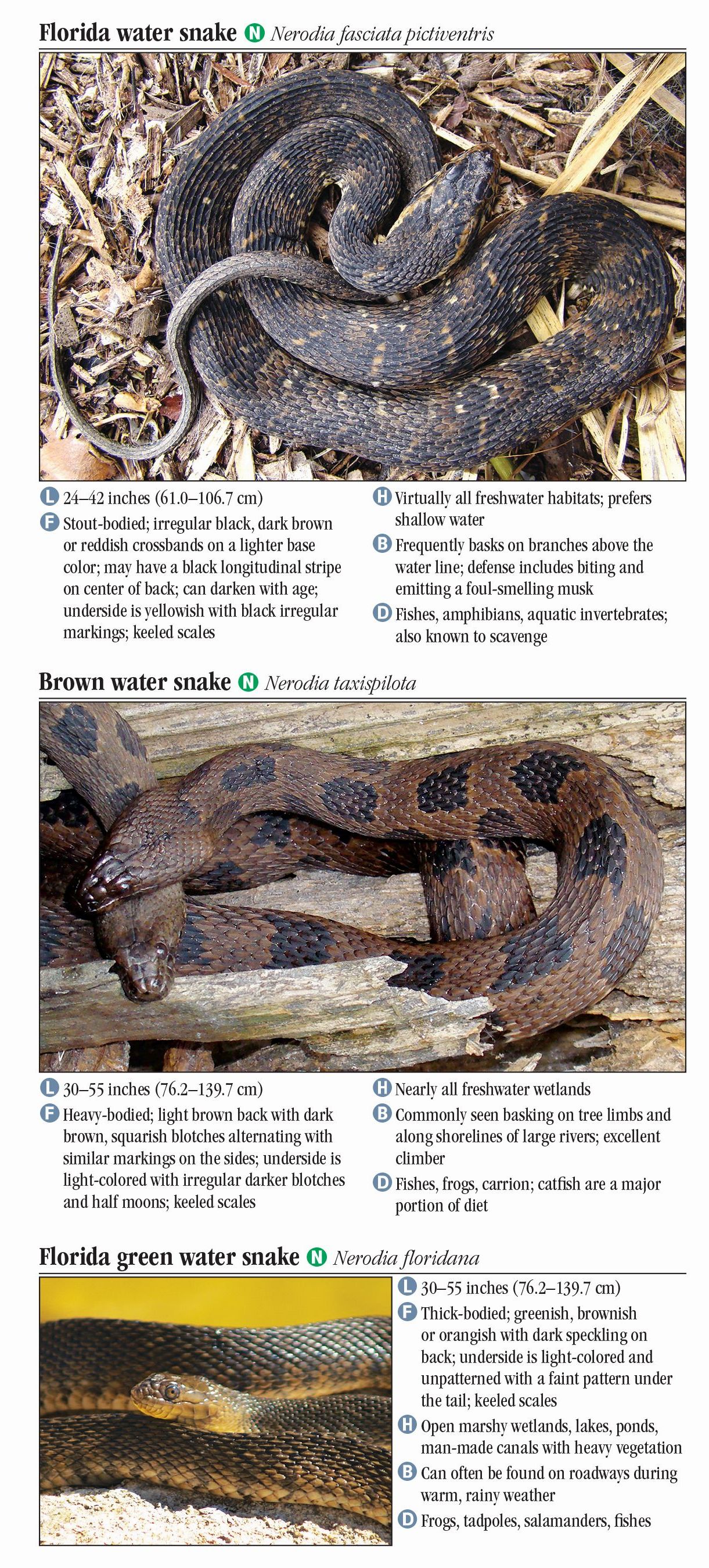 Florida Poisonous Snake Identification Chart