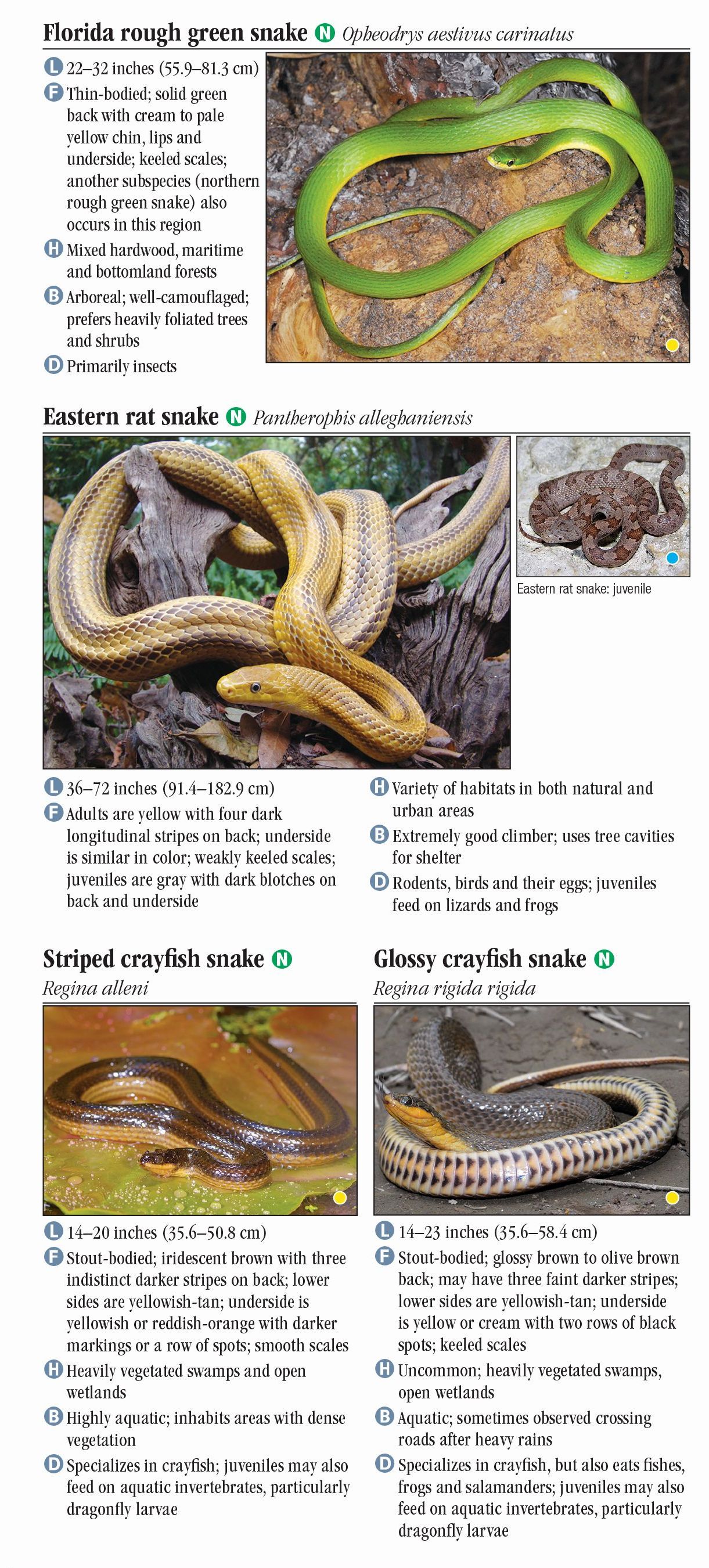 Snakes of Central Florida – Quick Reference Publishing