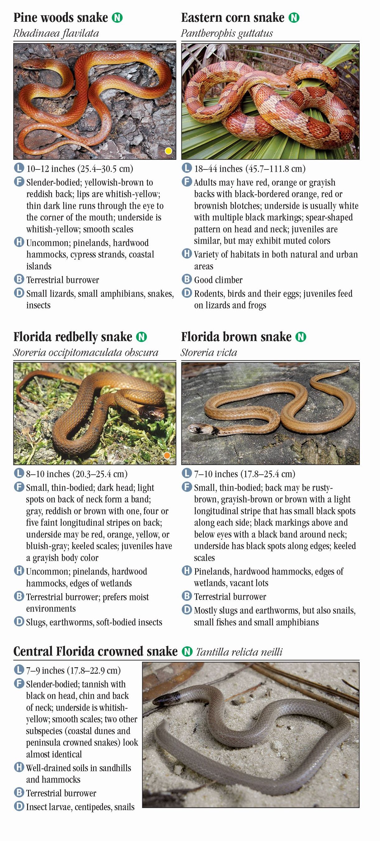 Snakes Of Central Florida – Quick Reference Publishing Retail