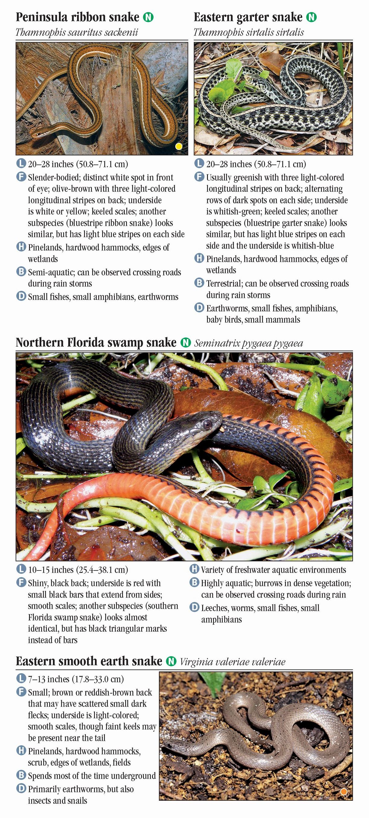 Snakes of Central Florida – Quick Reference Publishing Retail