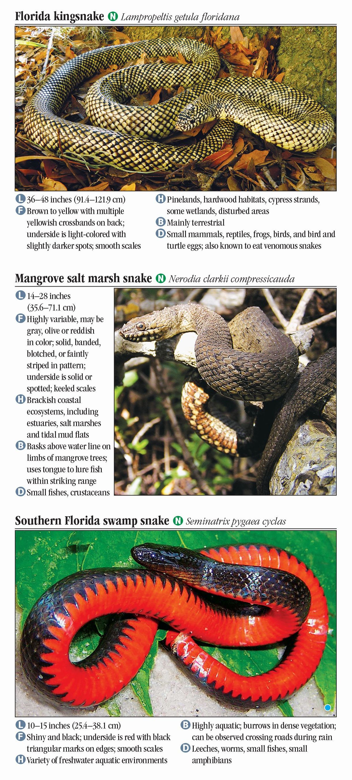 Snakes of South Florida – Quick Reference Publishing Retail