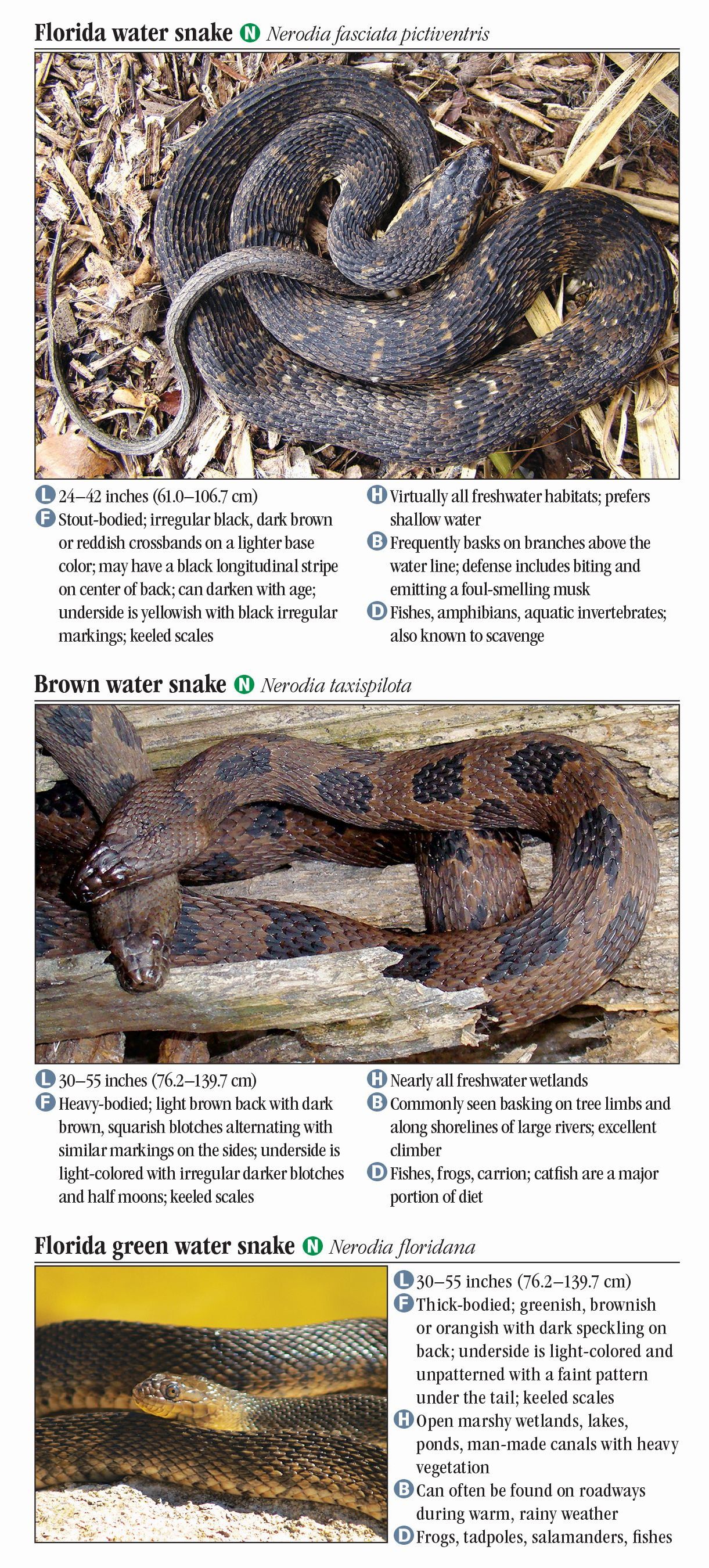 Common Florida Snakes Identification Chart