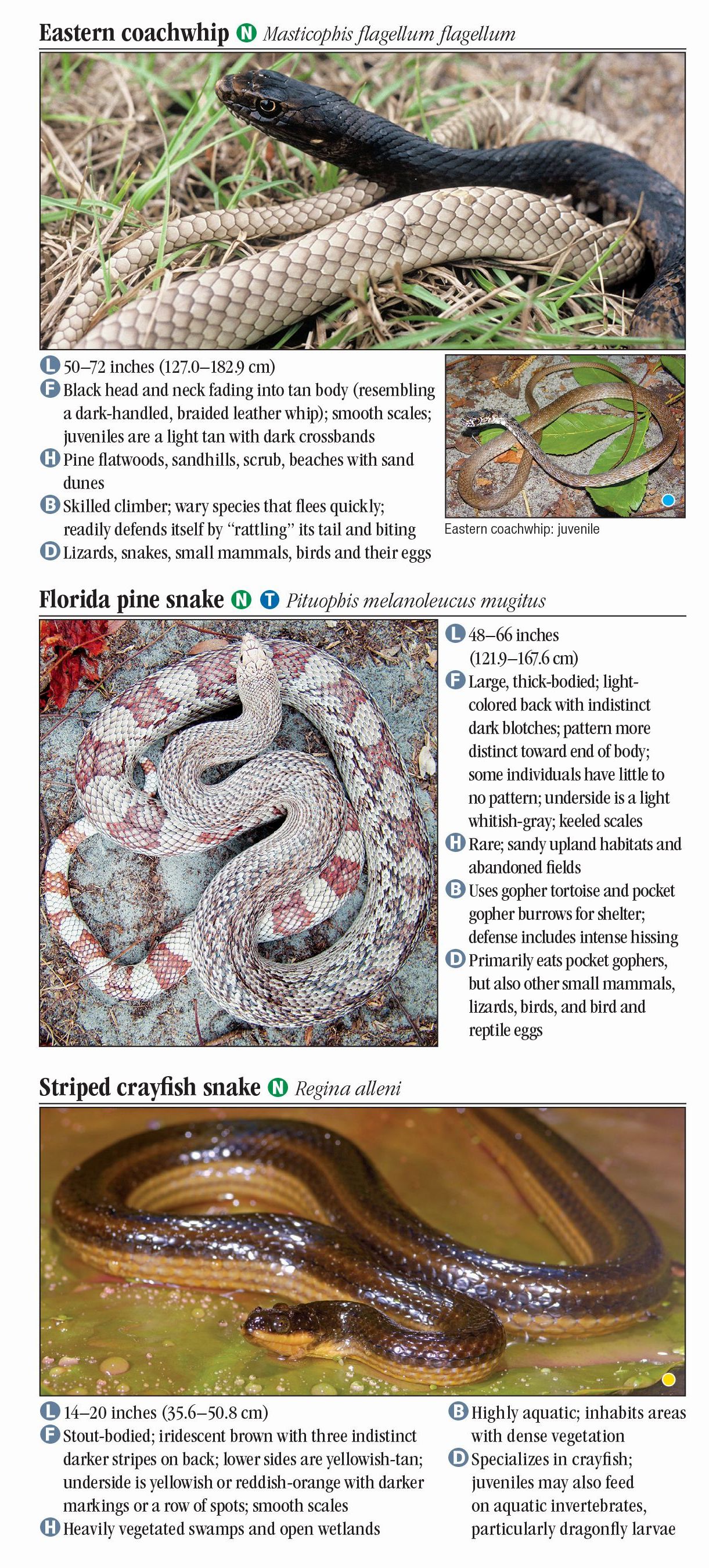 Snakes Of South Florida – Quick Reference Publishing Retail