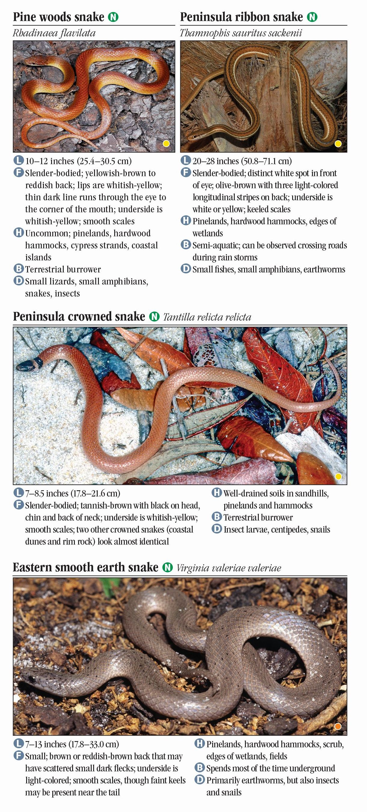 Common Florida Snakes Identification Chart