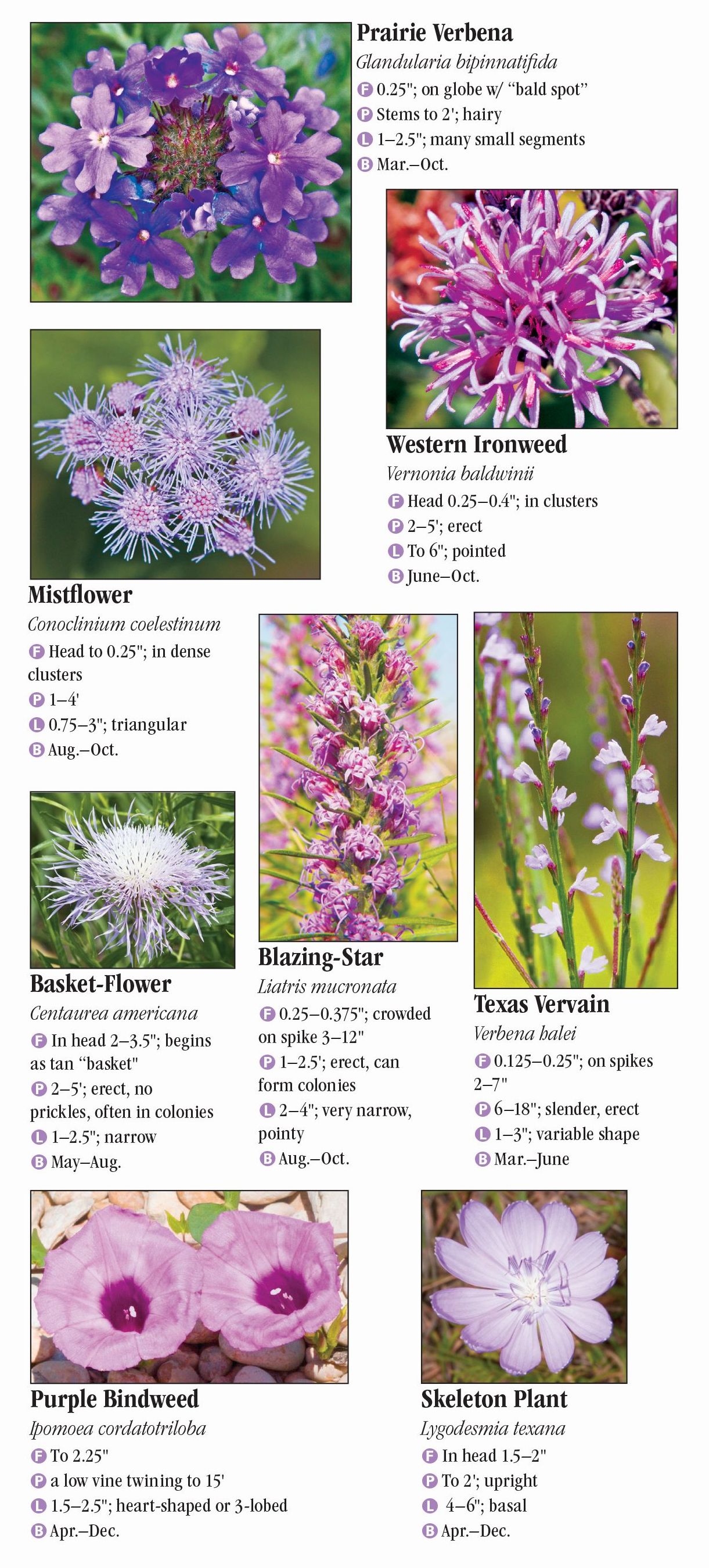 Wildflowers of North Texas – Quick Reference Publishing Retail