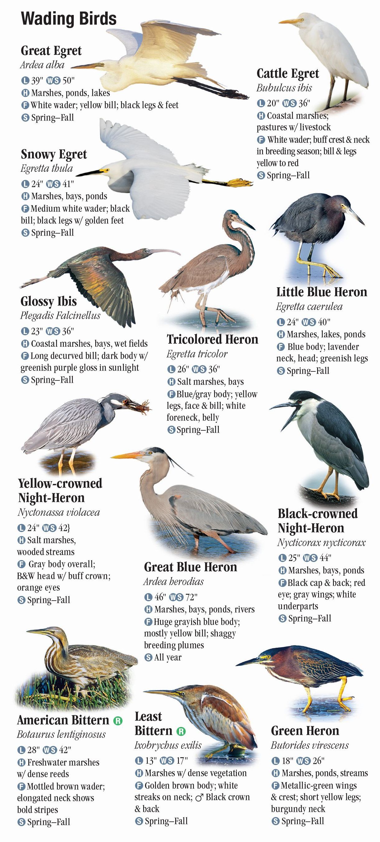 Birds of the Eastern Chesapeake – Quick Reference Publishing Retail