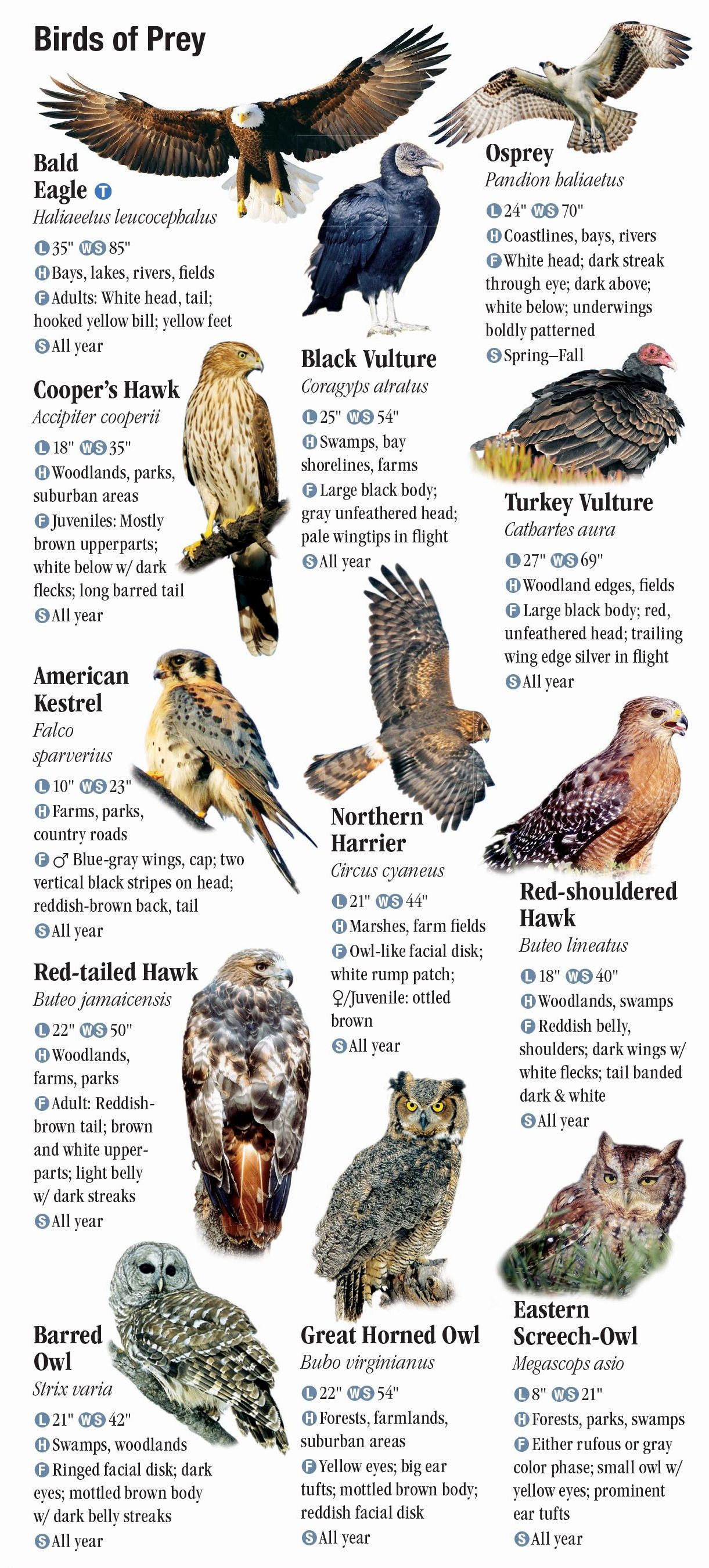 Birds of the Western Chesapeake – Quick Reference Publishing Retail