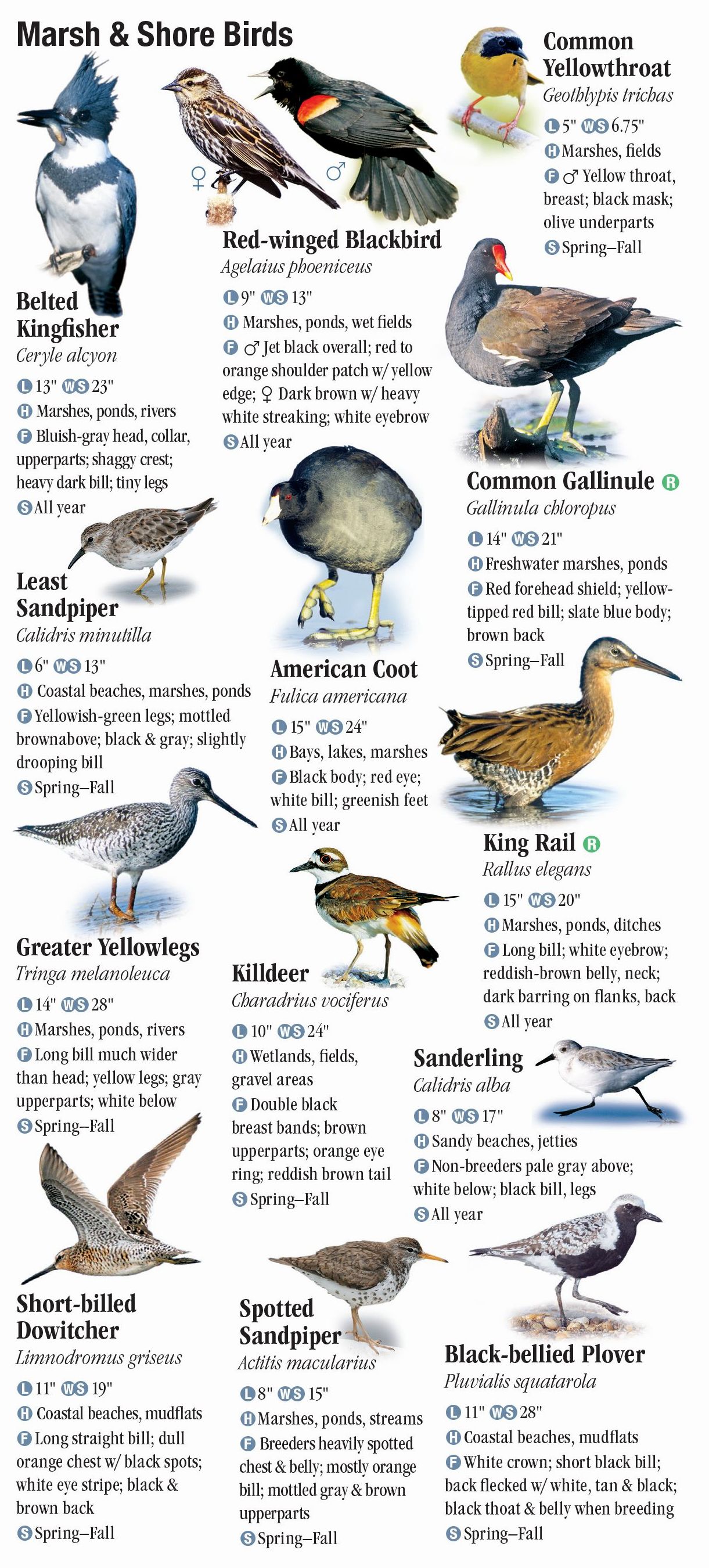 Birds of the Western Chesapeake – Quick Reference Publishing Retail