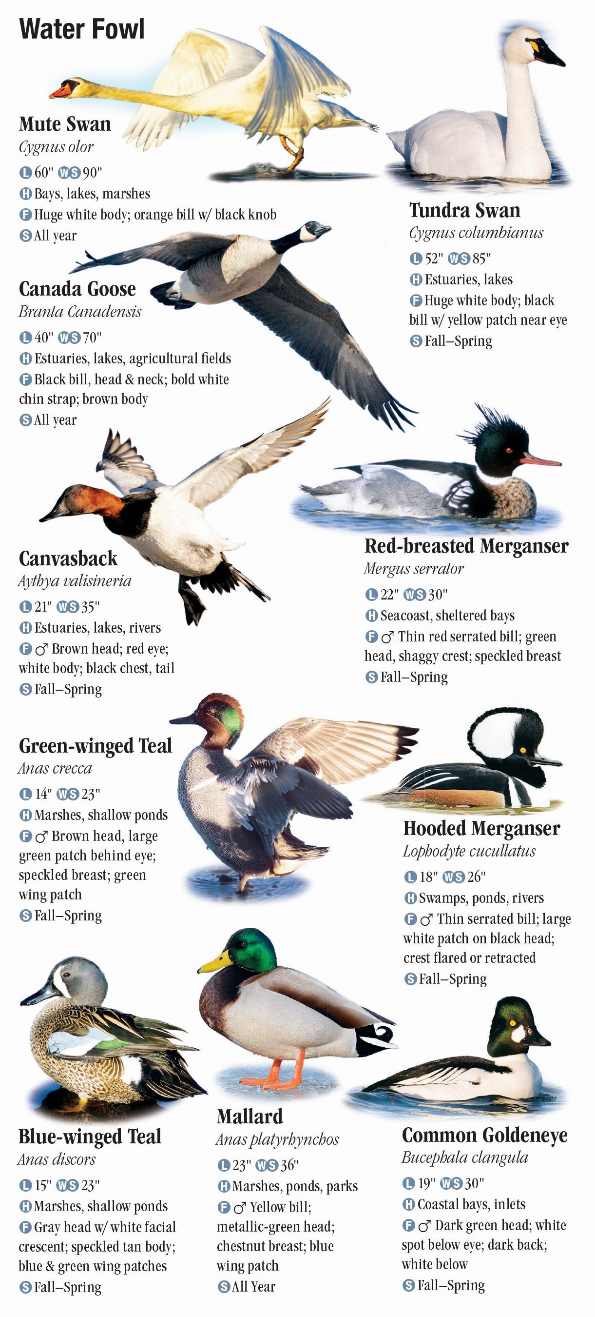 Birds Of The Western Chesapeake – Quick Reference Publishing Retail