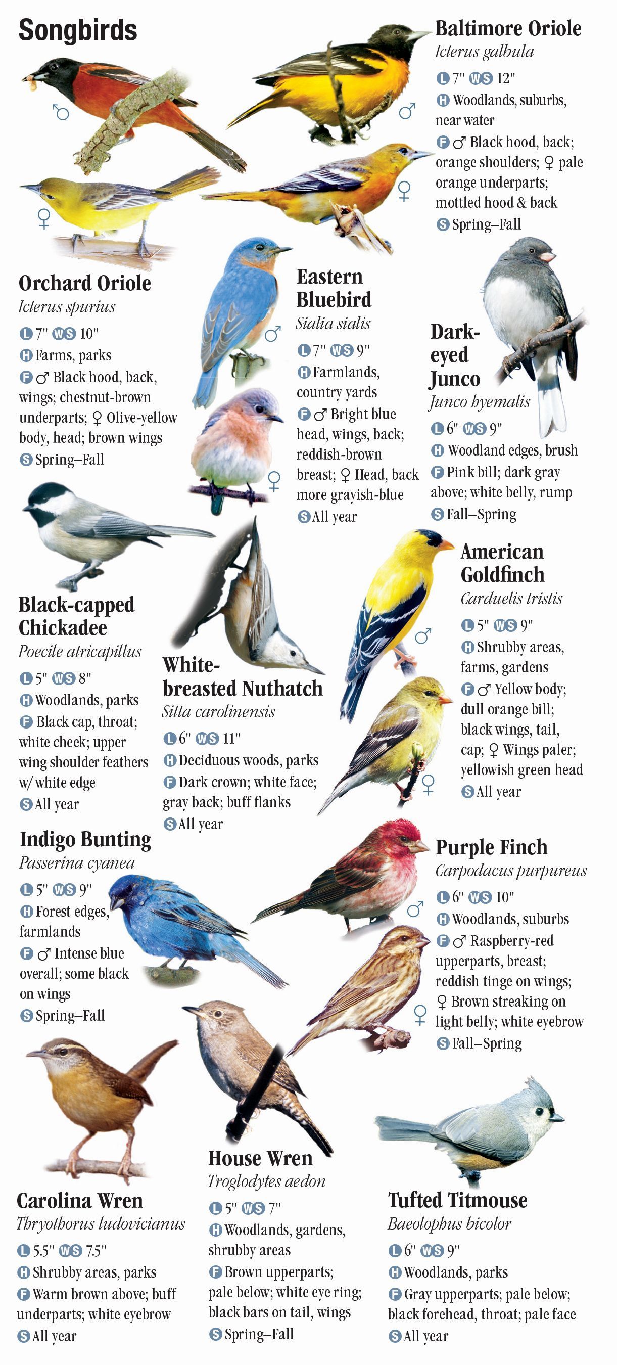 Birds of Virginia – Quick Reference Publishing Retail