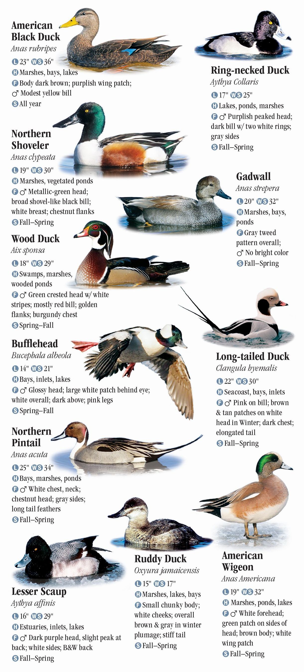 Birds of Virginia – Quick Reference Publishing Retail