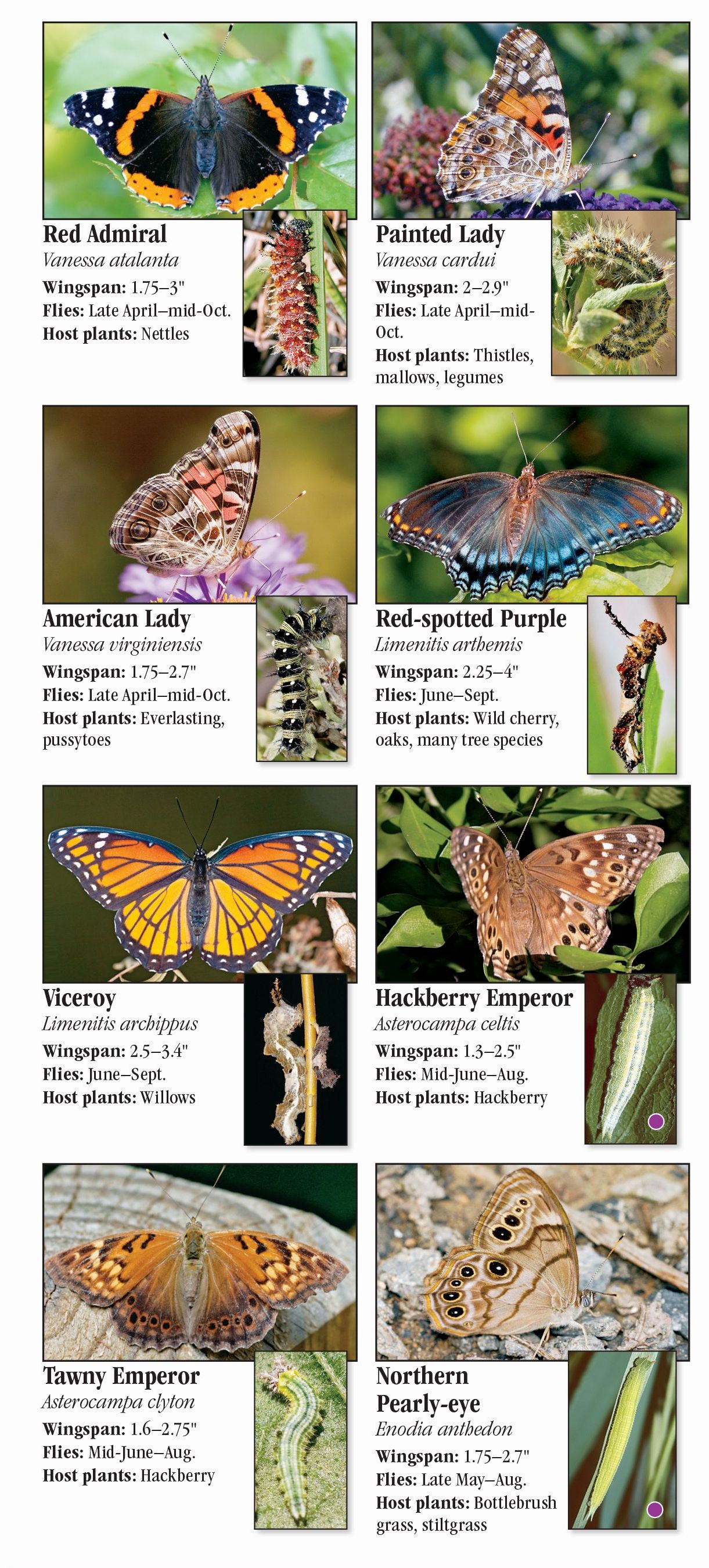 Butterflies of the Western Chesapeake – Quick Reference Publishing Retail