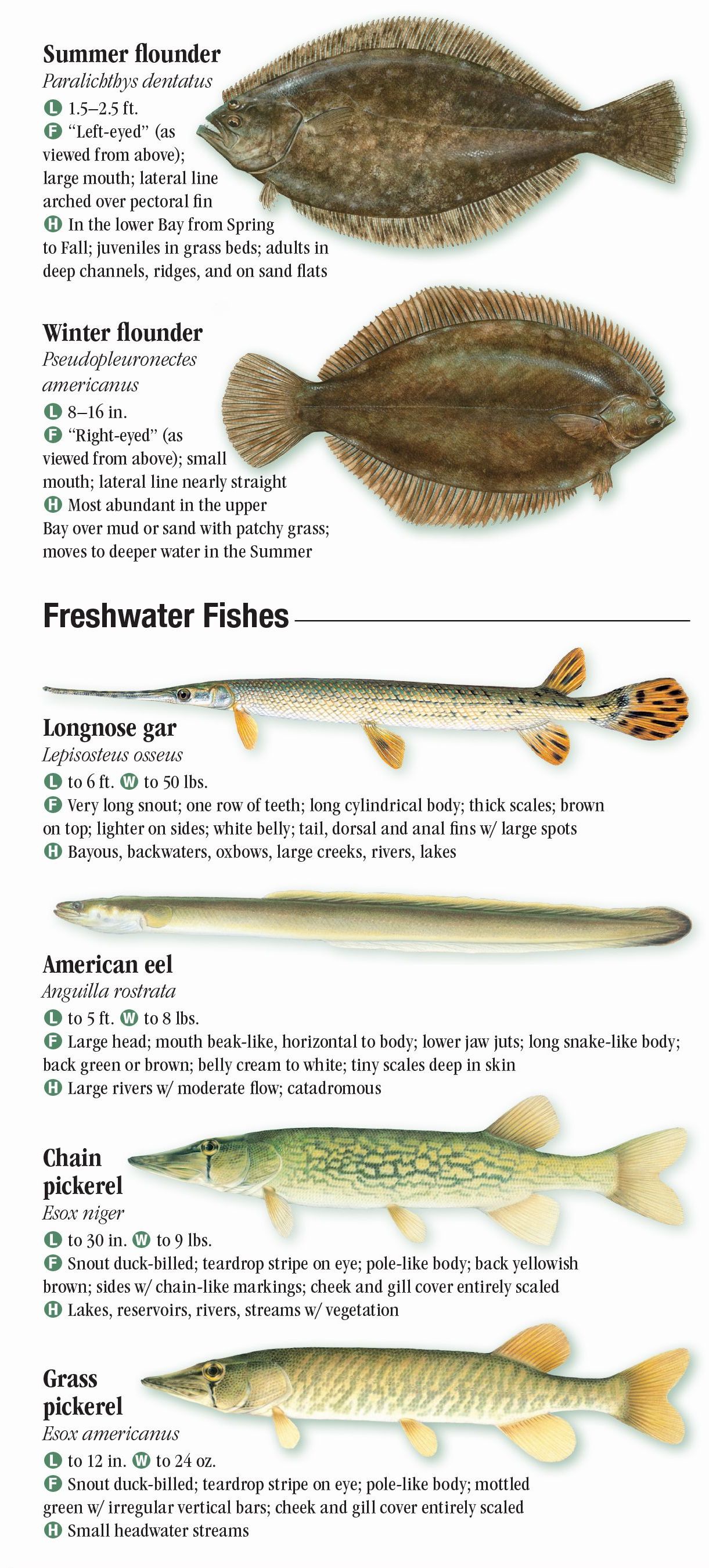 Chesapeake Bay Fish Identification Chart