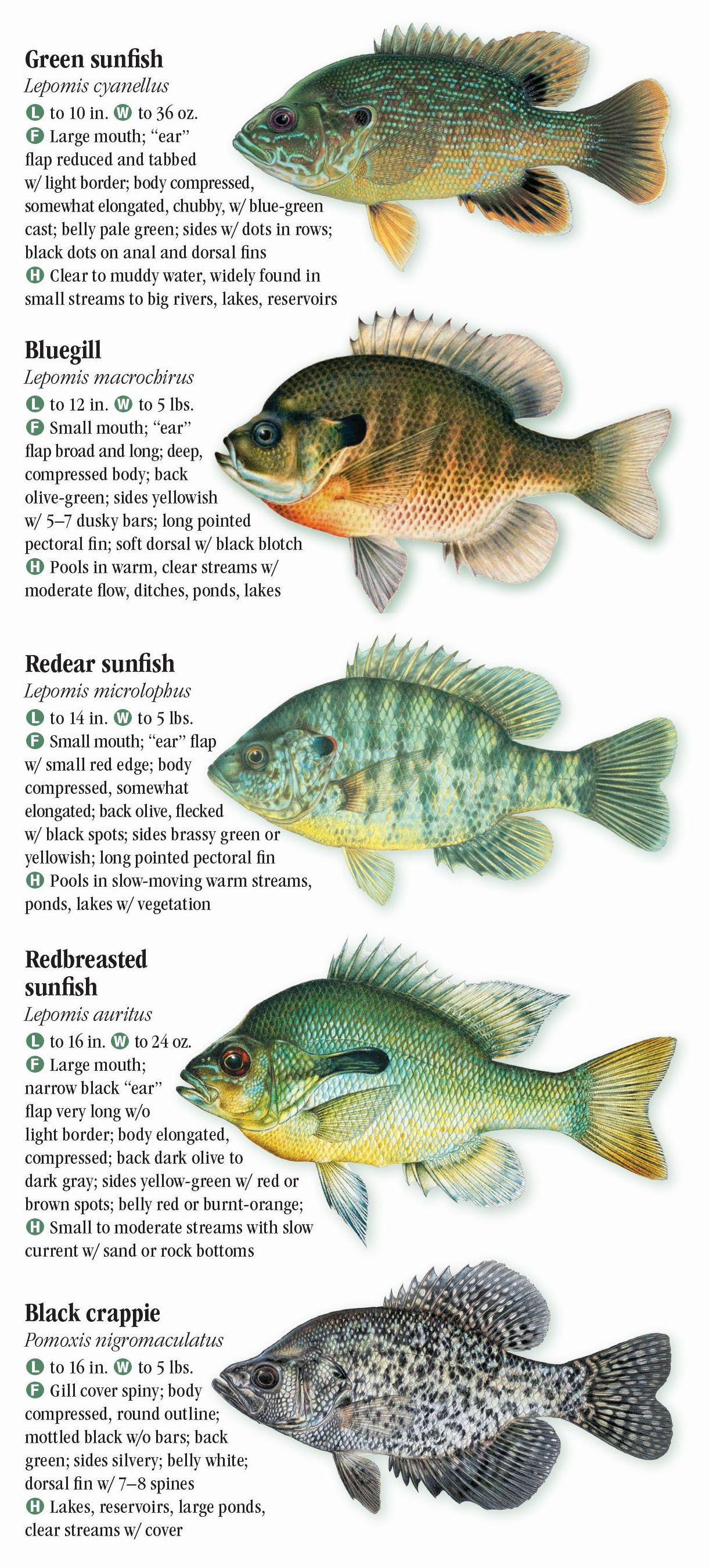 Fishes of the Chesapeake Bay – Quick Reference Publishing Retail