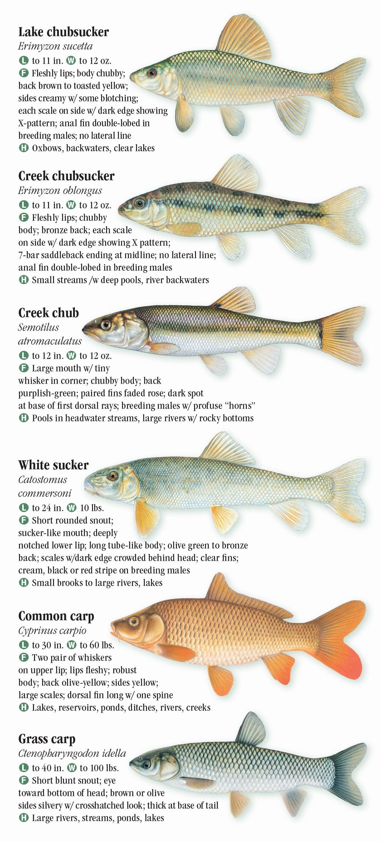 Chesapeake Bay Fish Identification Chart