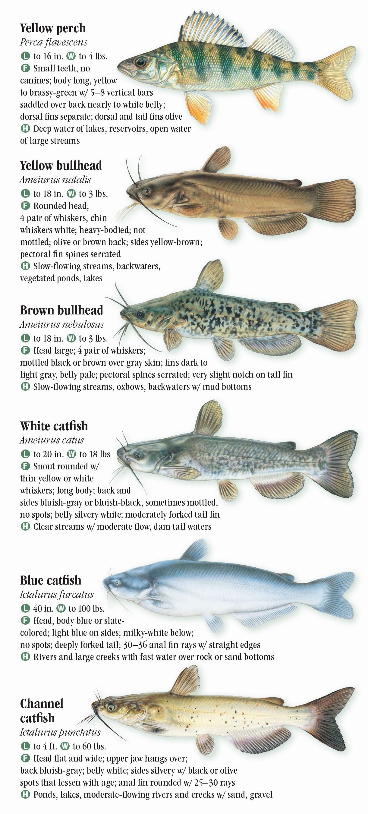 Chesapeake Bay Fish Chart