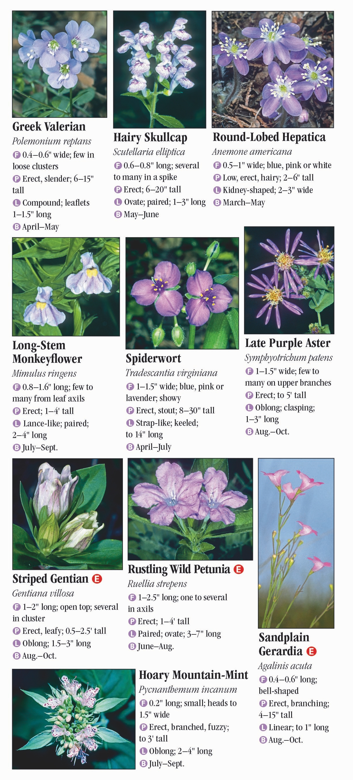 Wildflowers of the Western Chesapeake – Quick Reference Publishing Retail