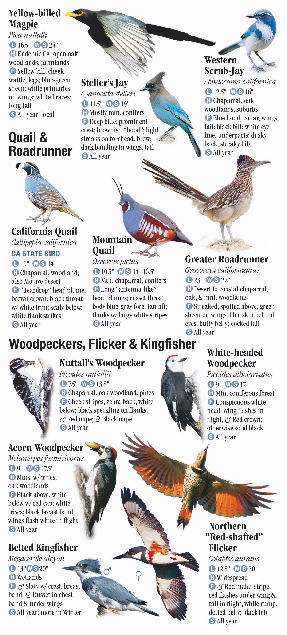 Birds of Southern California – Quick Reference Publishing Retail