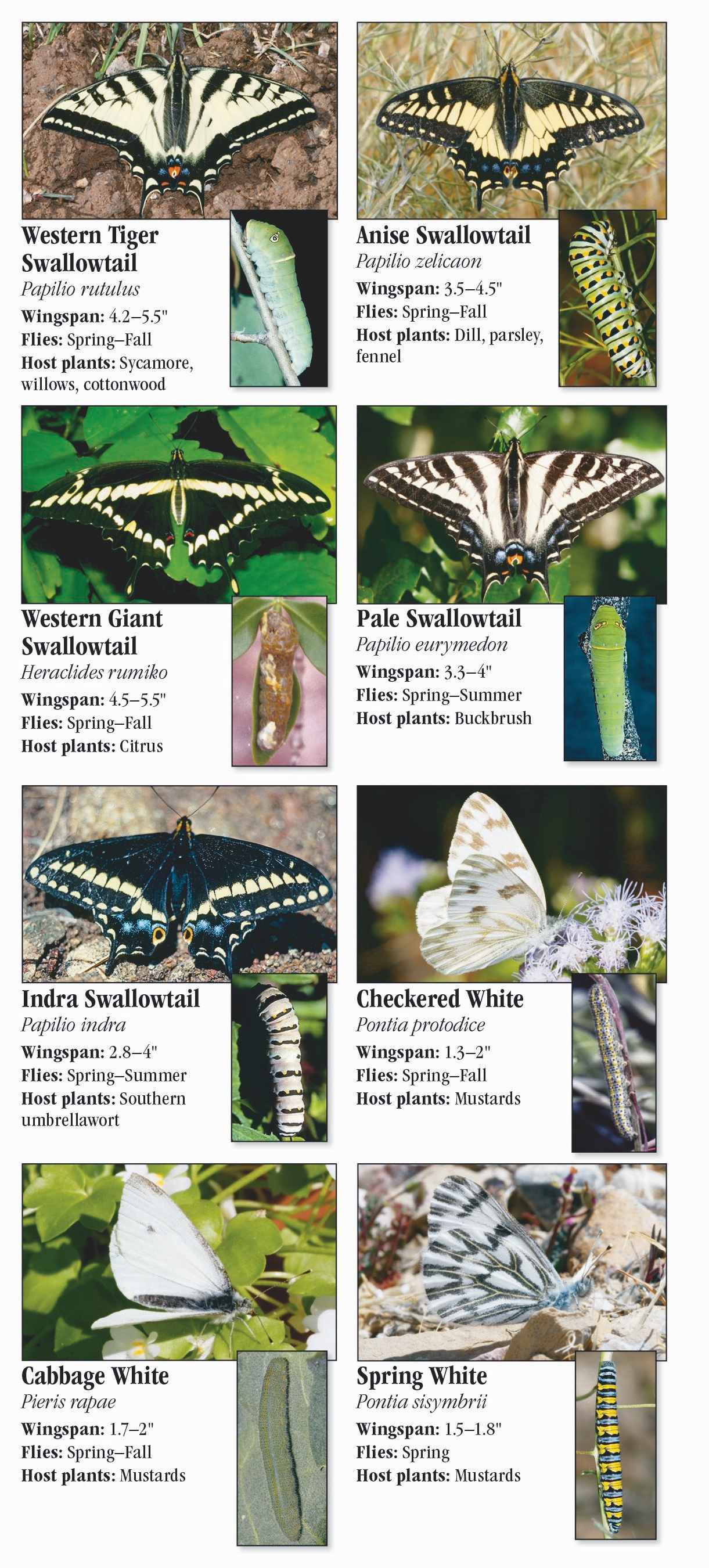 Butterflies of Southern California – Quick Reference Publishing Retail