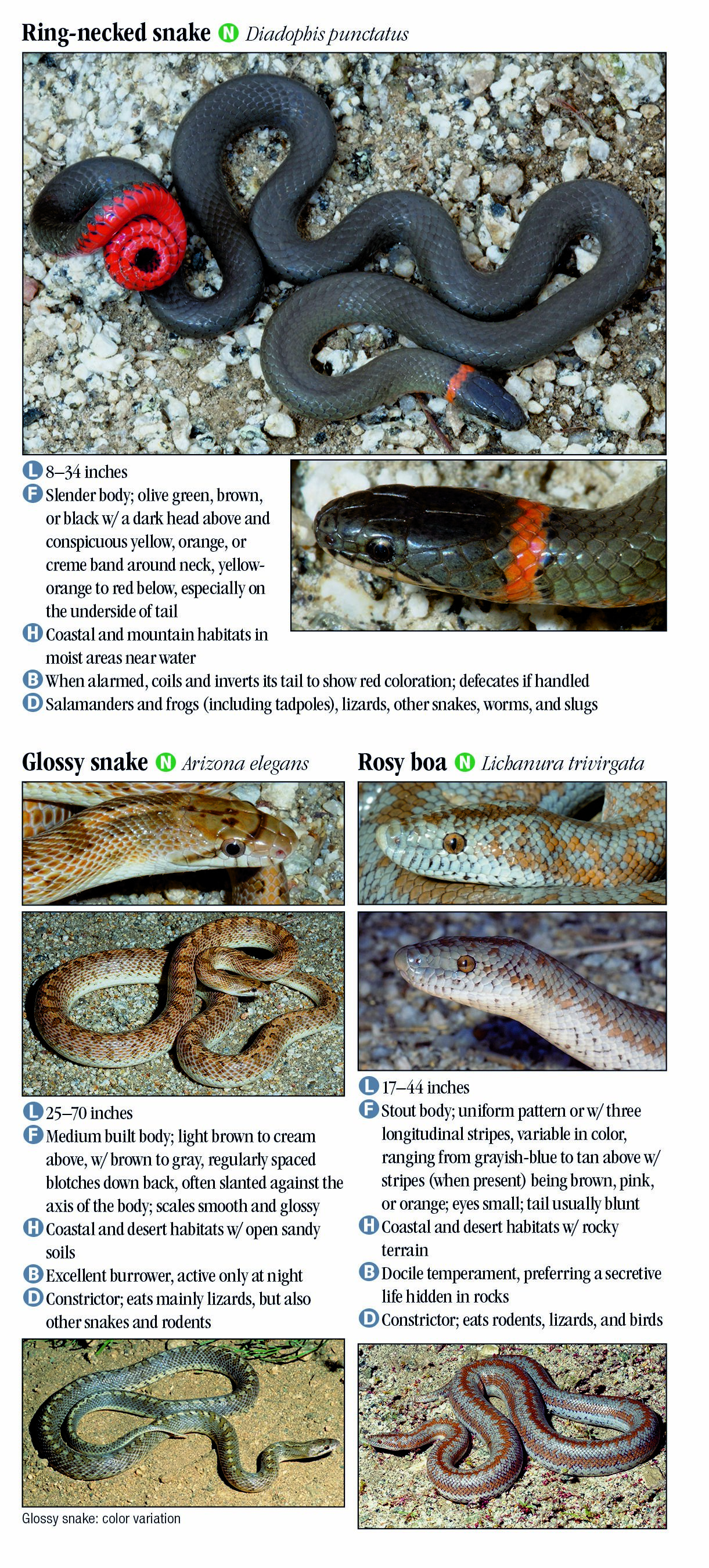 Snakes of Southern California – Quick Reference Publishing Retail