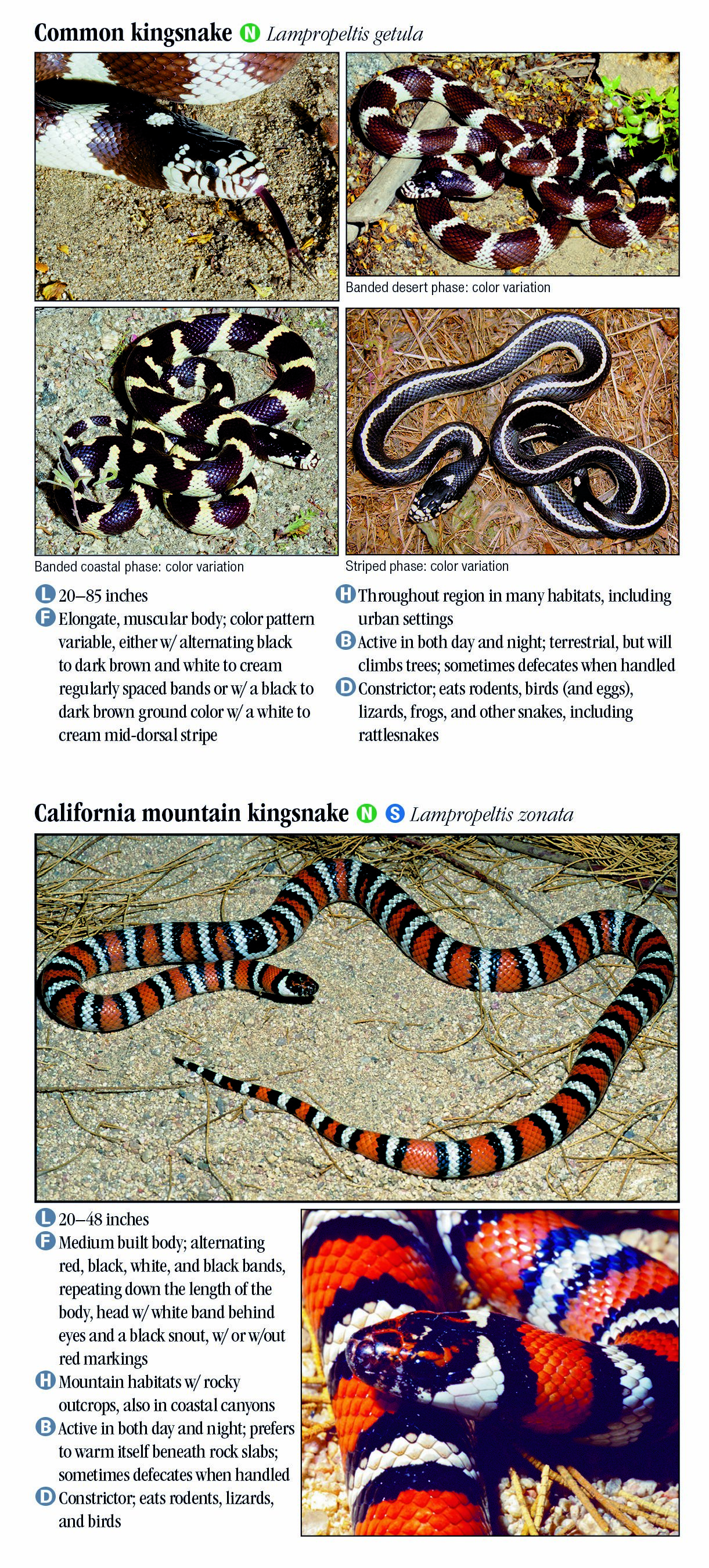 Snakes of Southern California – Quick Reference Publishing Retail