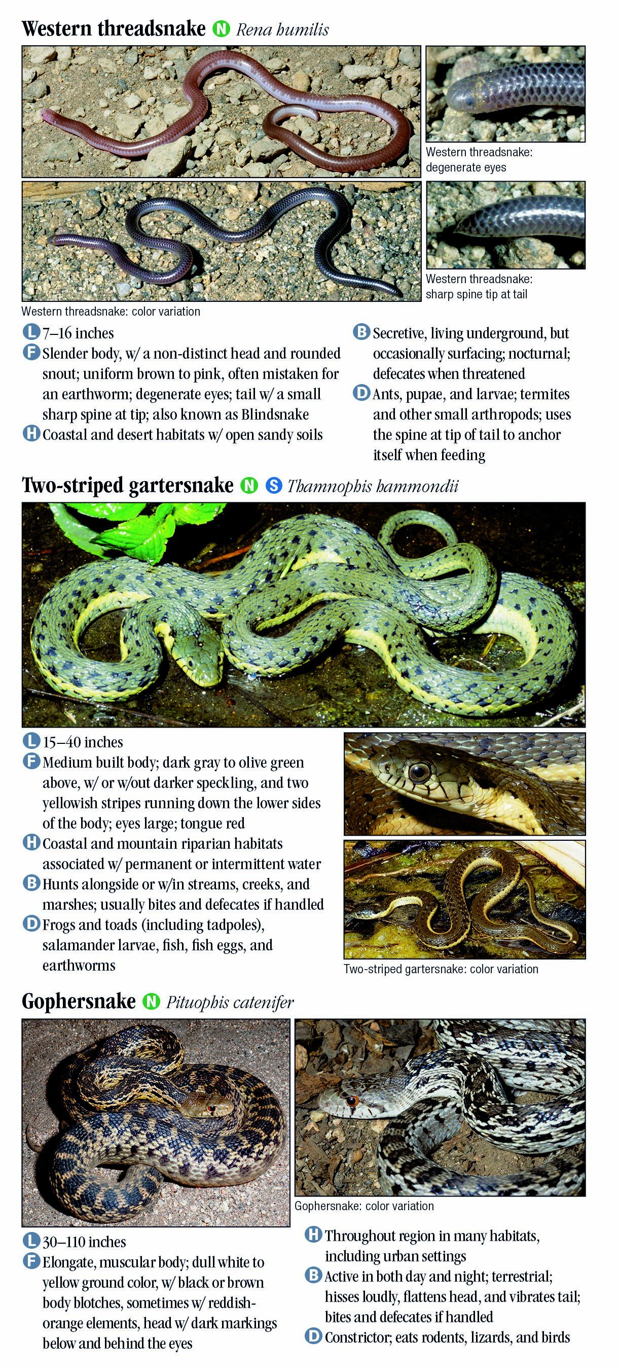 Snakes Of Southern California – Quick Reference Publishing Retail