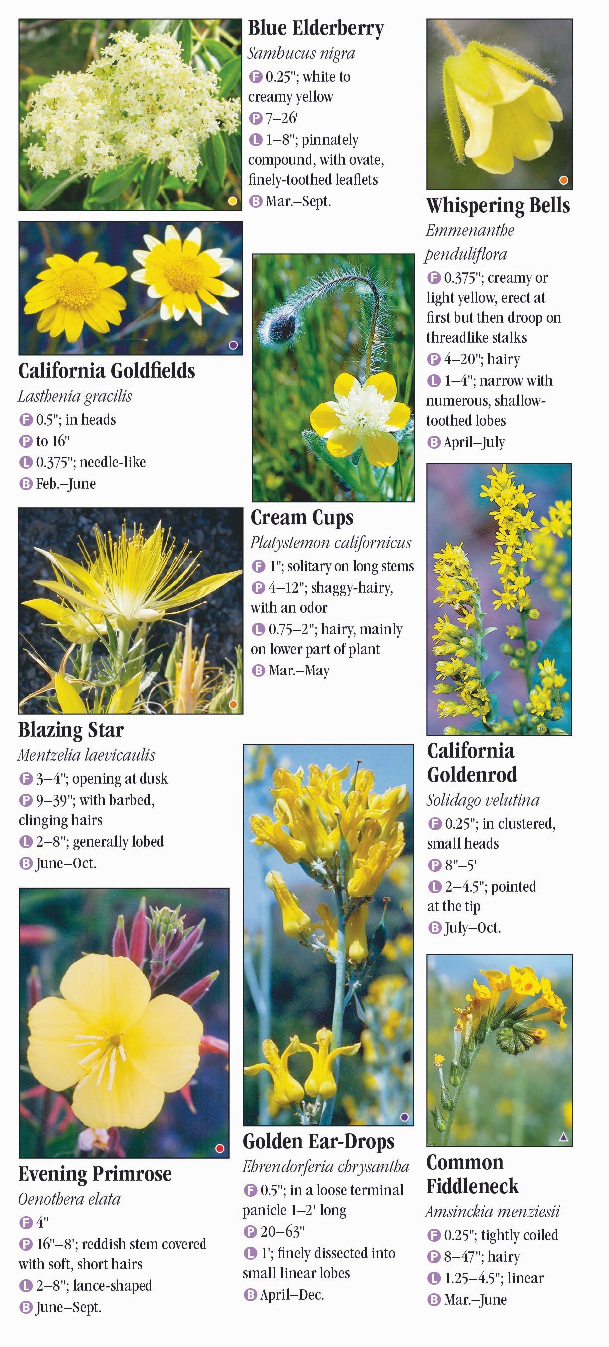 Wildflowers of Southern California – Quick Reference Publishing Retail