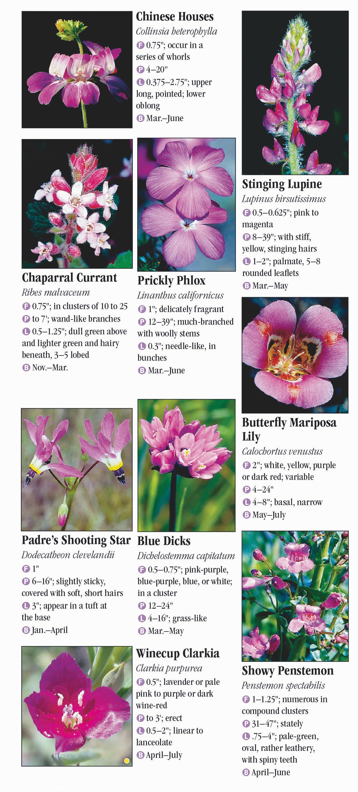 Wildflowers of Southern California – Quick Reference Publishing Retail