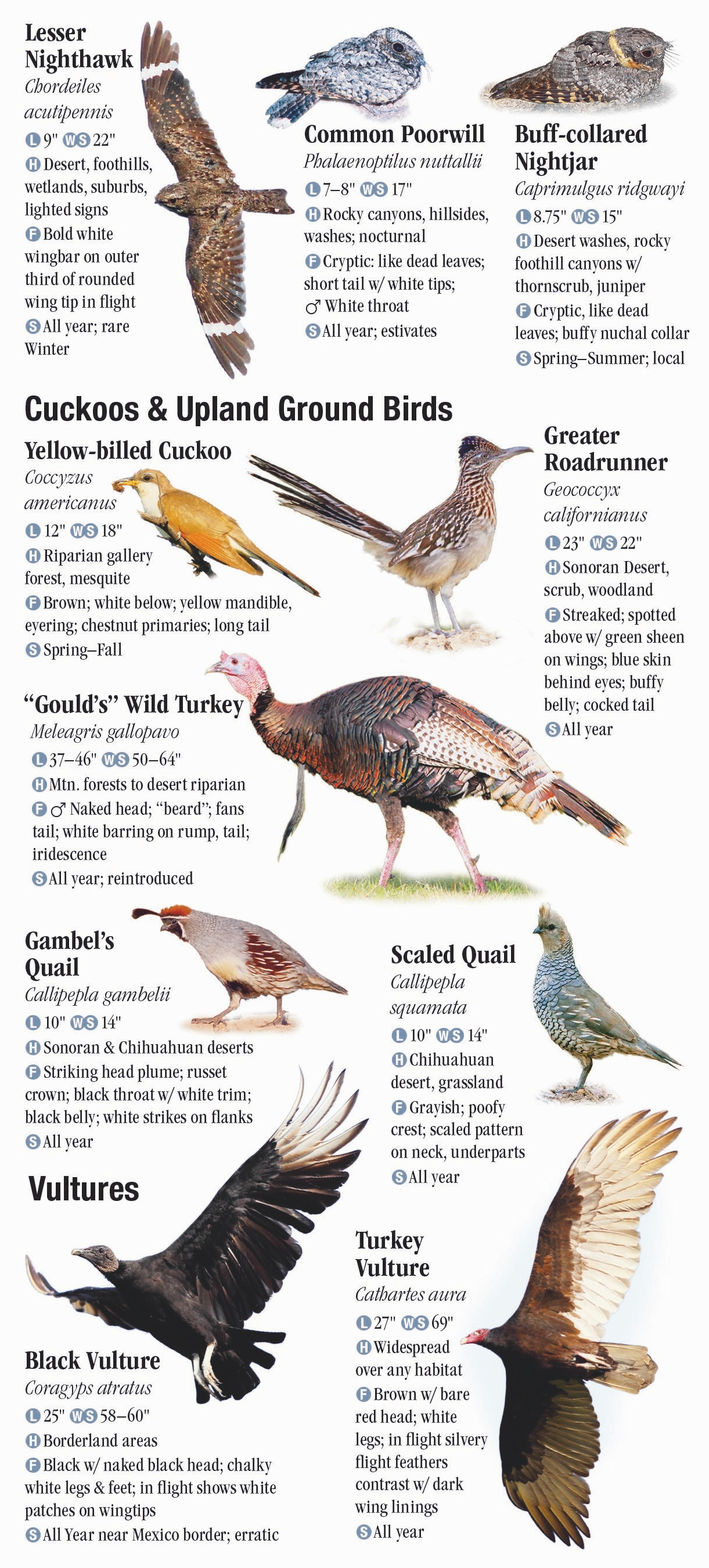 Birds of Southeast Arizona – Quick Reference Publishing Retail