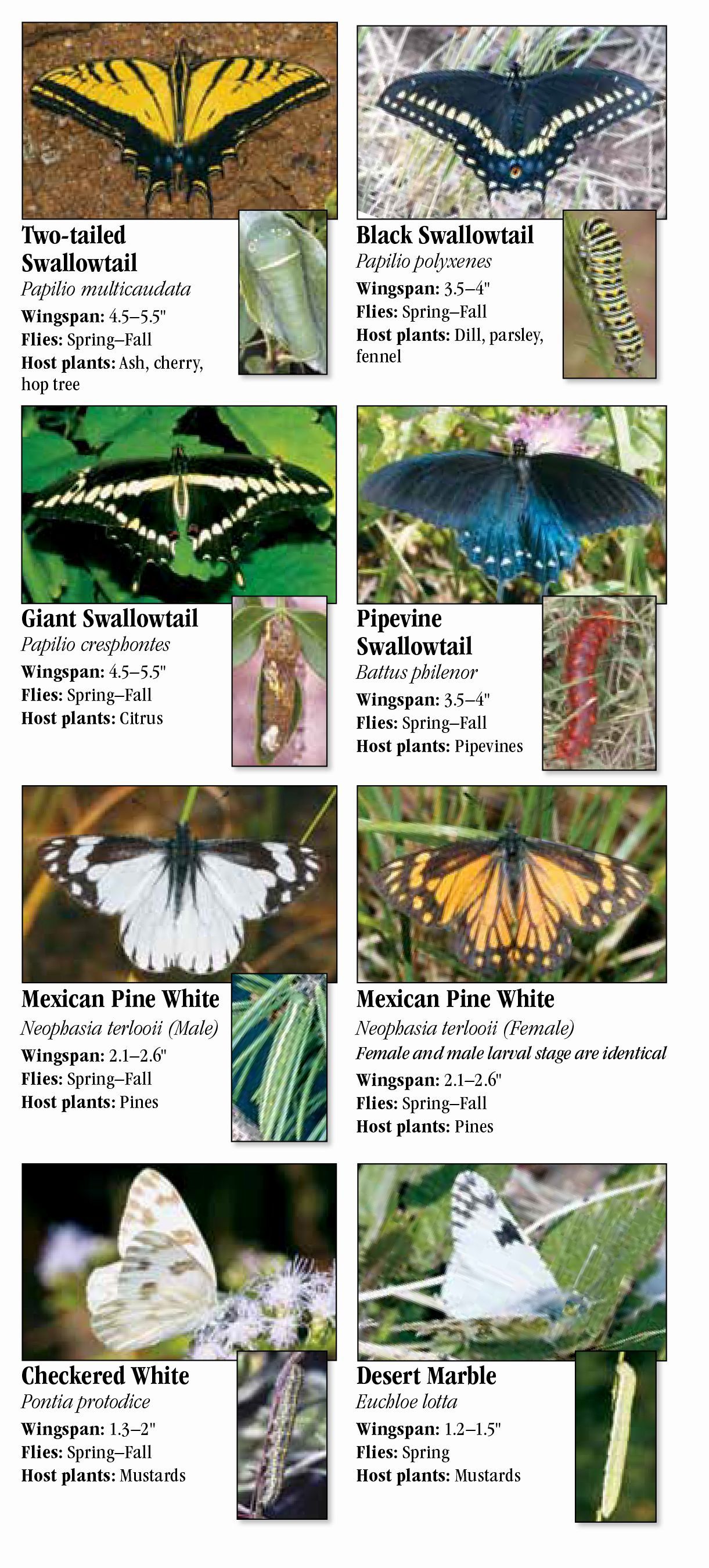 Butterflies of Southeast Arizona – Quick Reference Publishing Retail