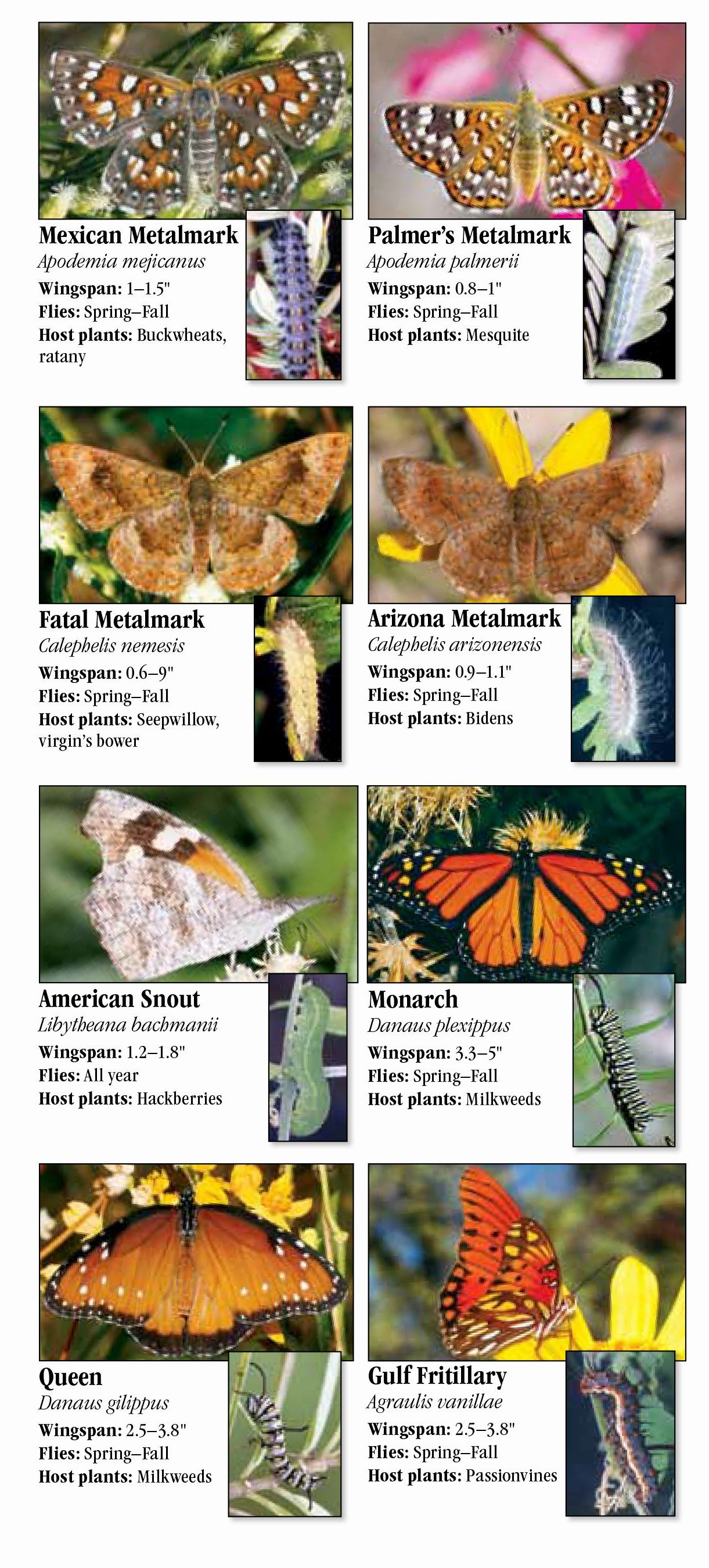 Butterflies of Southeast Arizona – Quick Reference Publishing Retail