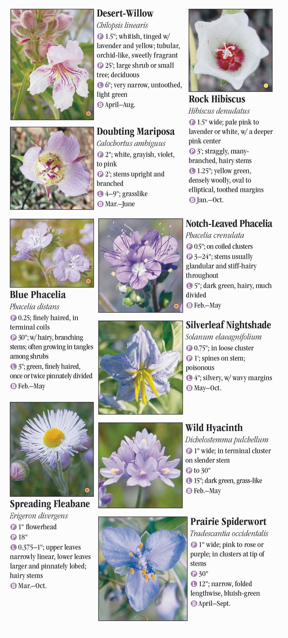 Wildflowers of Southeast Arizona – Quick Reference Publishing Retail