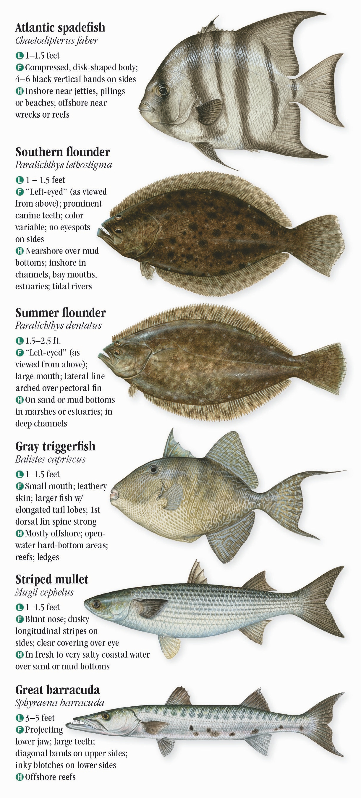 saltwater-fish-identifier-north-carolina-saltwater-fish