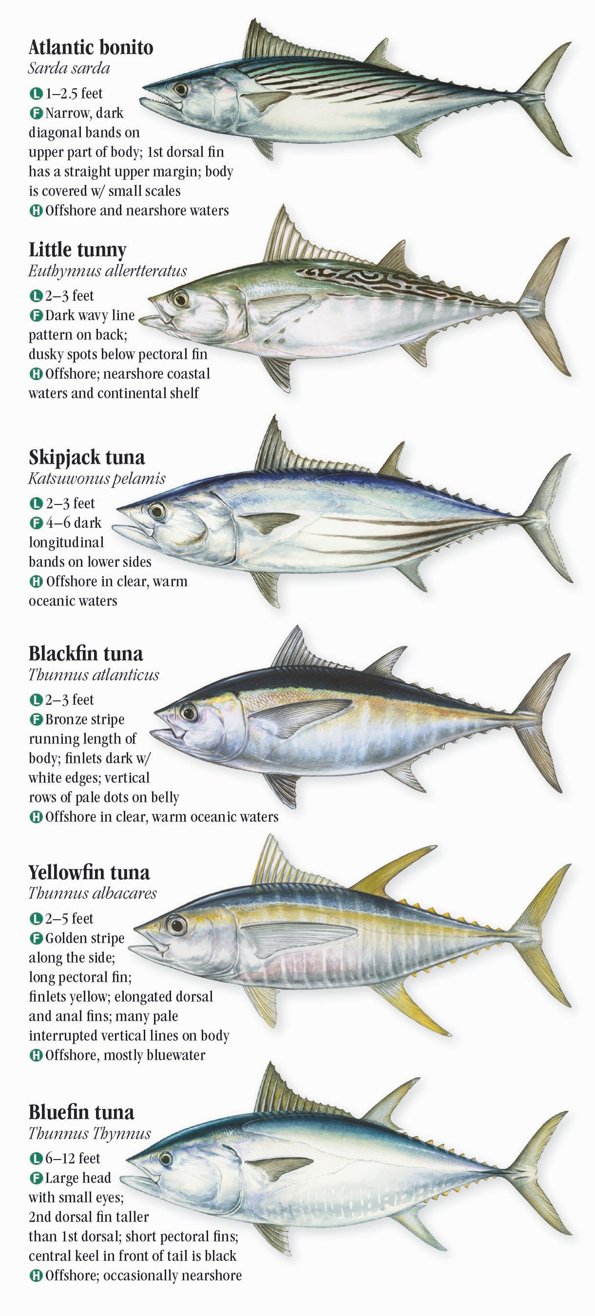 Saltwater Fishes of North Carolina, South Carolina and Georgia – Quick ...