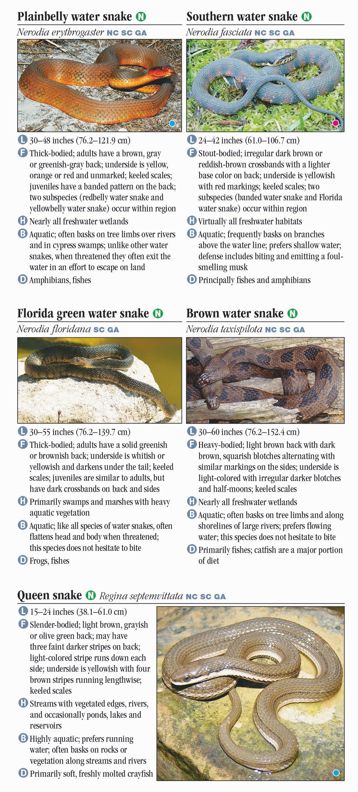 Snakes of North Carolina, South Carolina and Georgia – Quick Reference ...