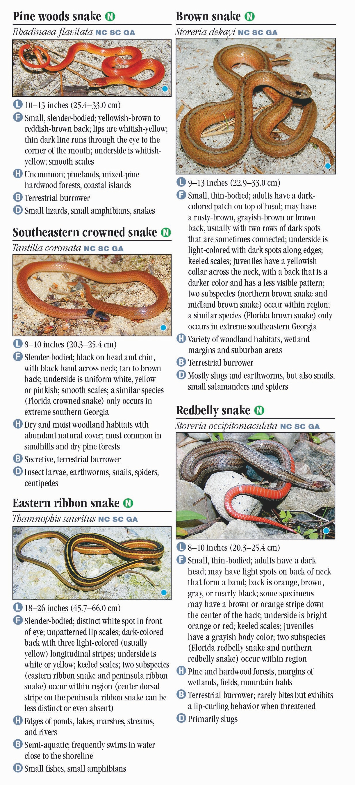 North Carolina Baby Snakes Identification Chart