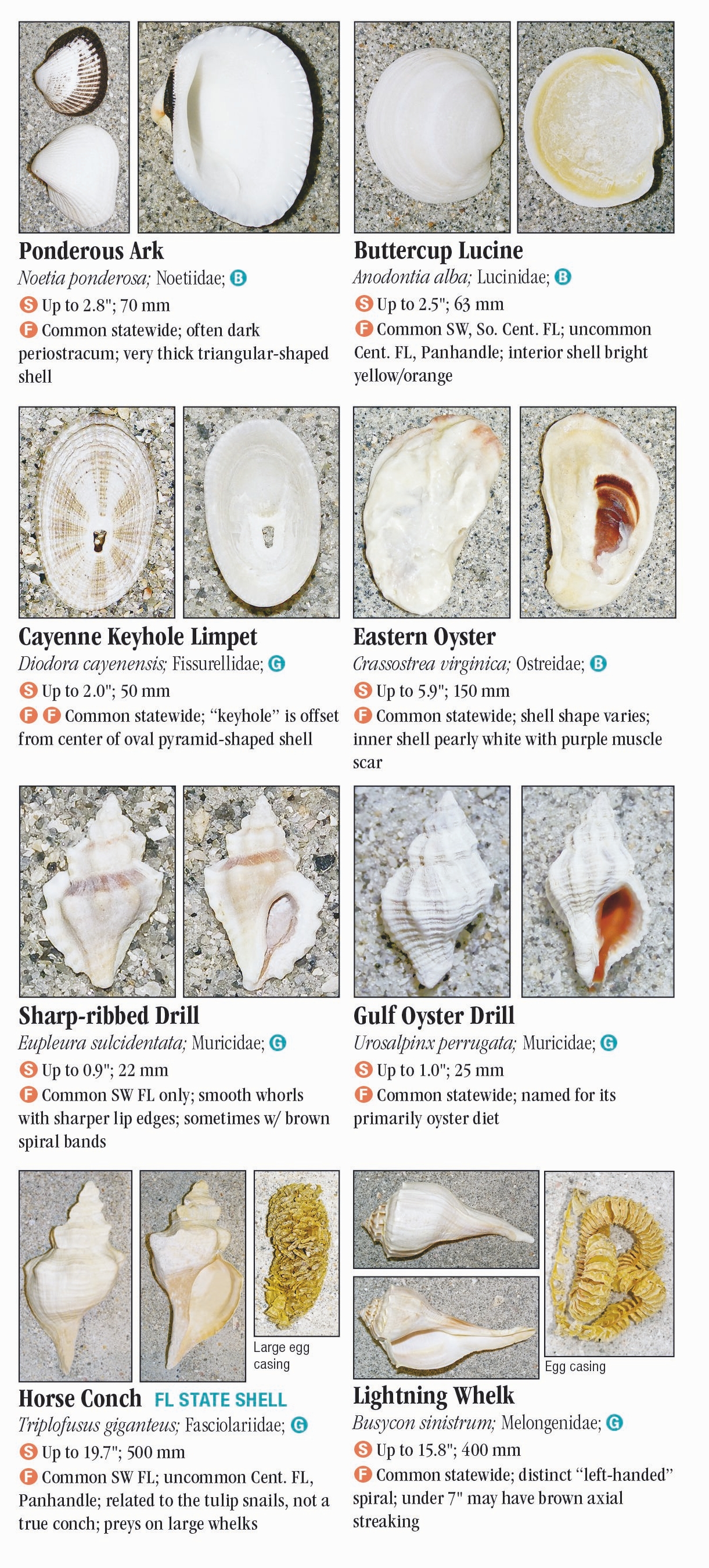Shells of Florida: Gulf of Mexico – Quick Reference Publishing Retail