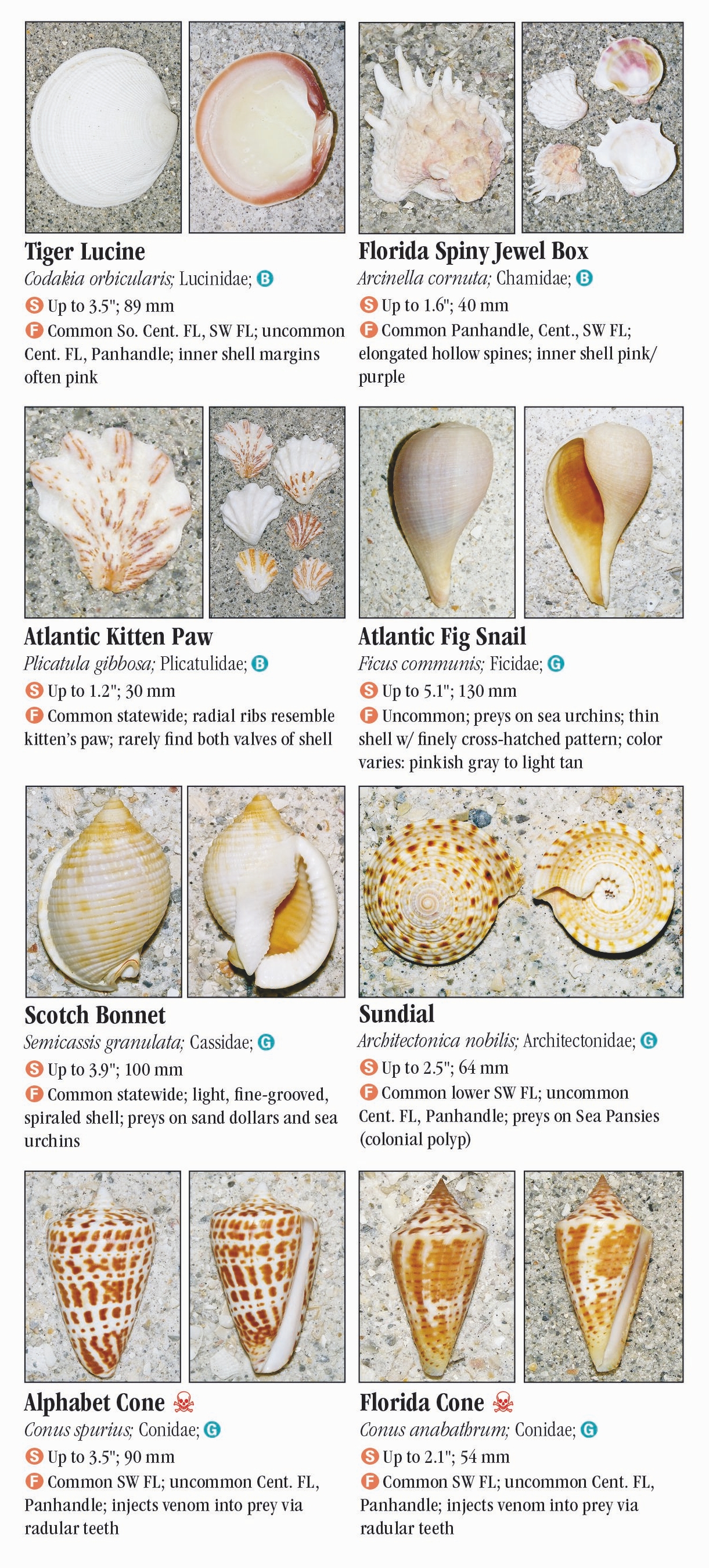 Shells of Florida: Gulf of Mexico – Quick Reference Publishing Retail