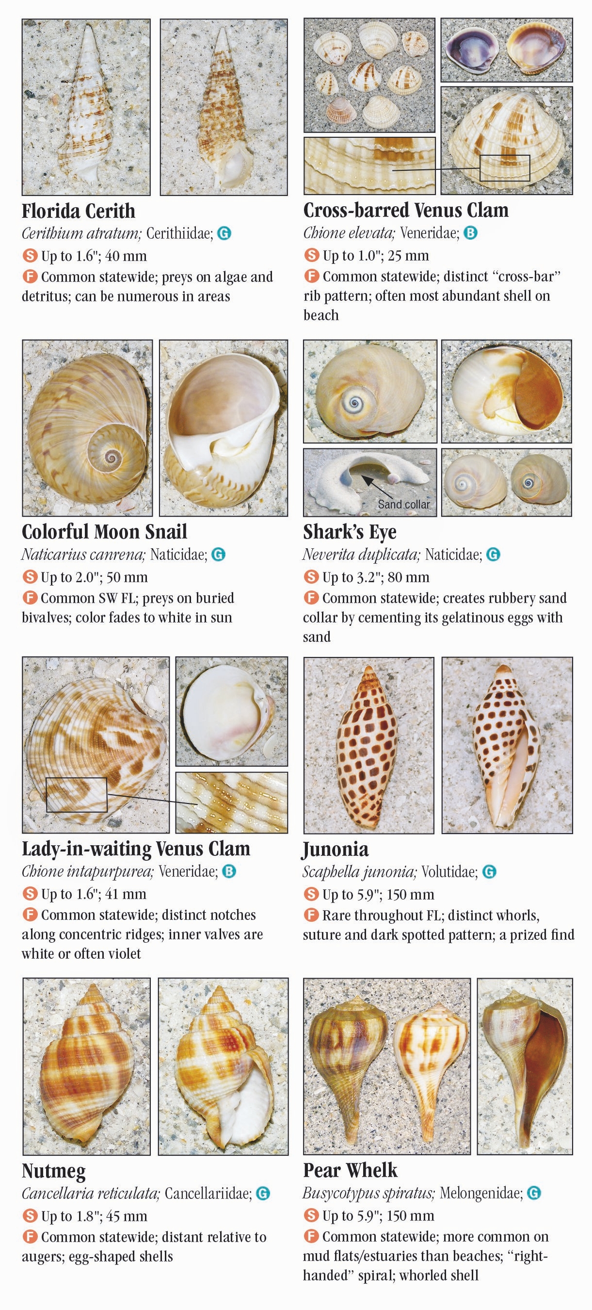 Shells of Florida: Gulf of Mexico – Quick Reference Publishing Retail