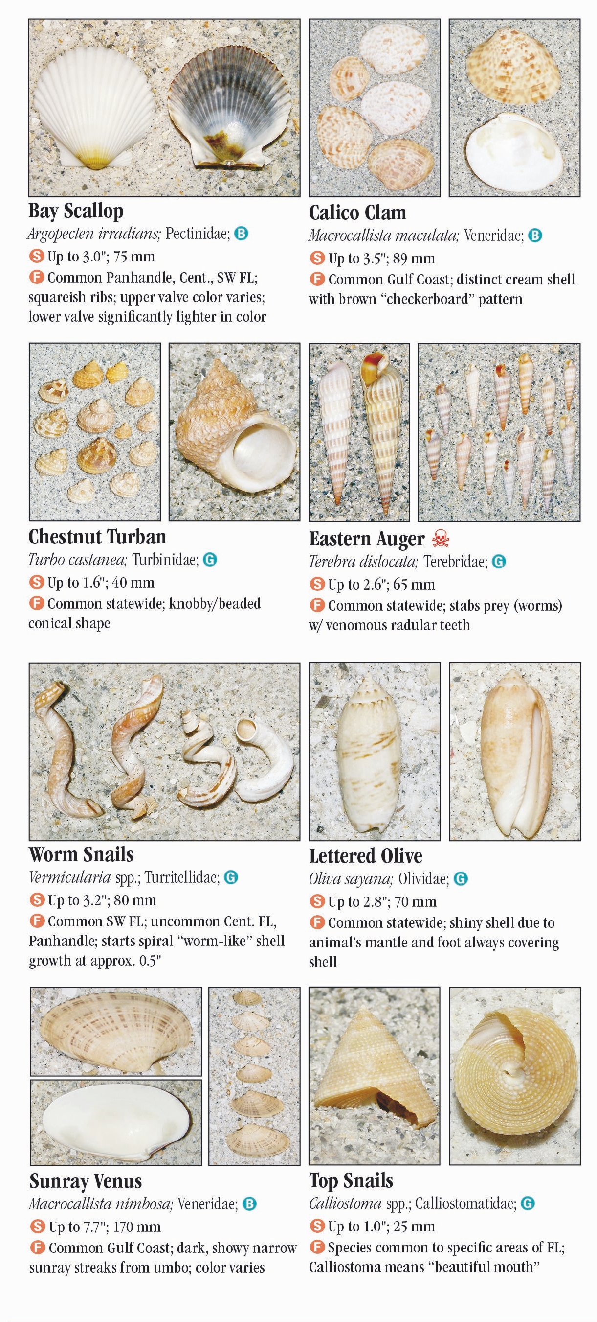 Shells of Florida: Gulf of Mexico – Quick Reference Publishing Retail