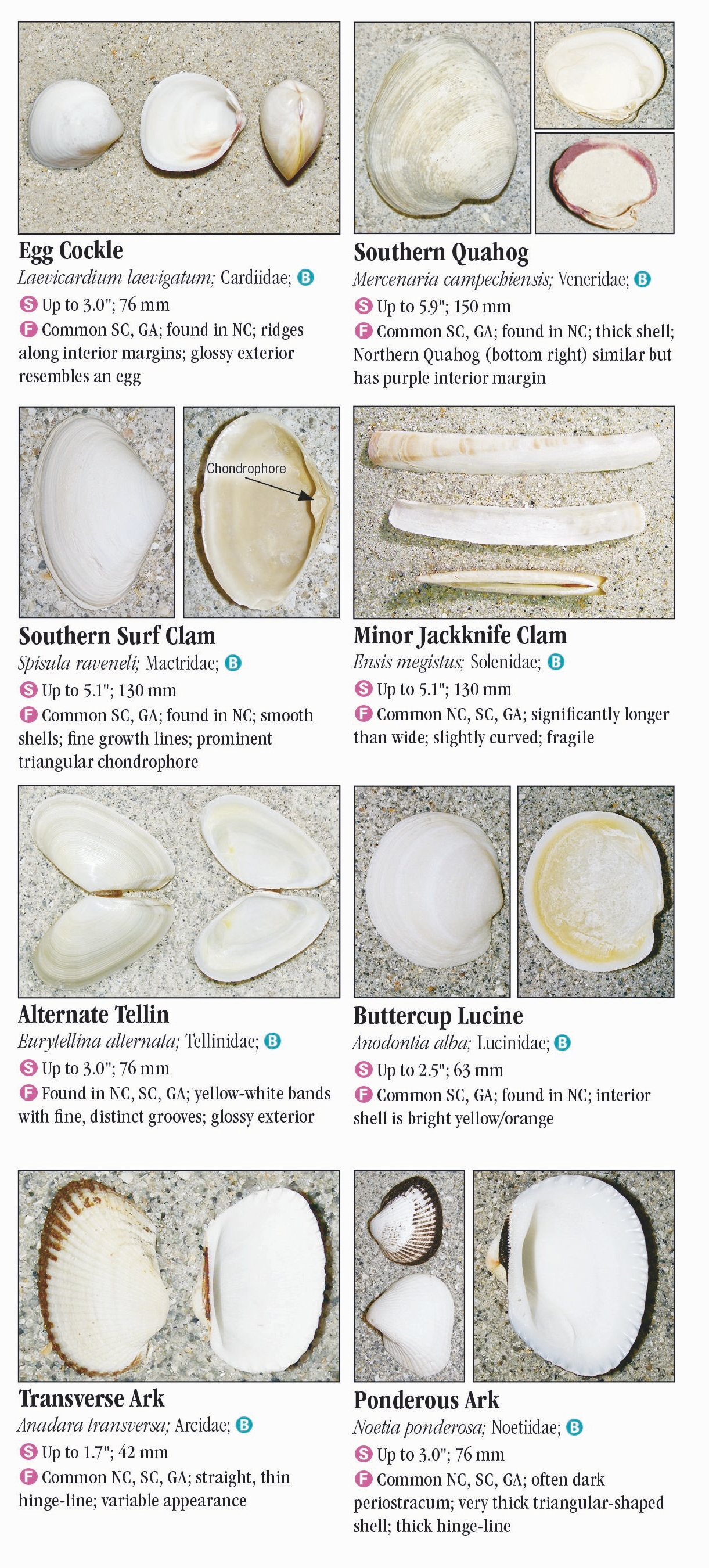 Seashells by MillhillIdentifying Your Seashells, Where to Start?