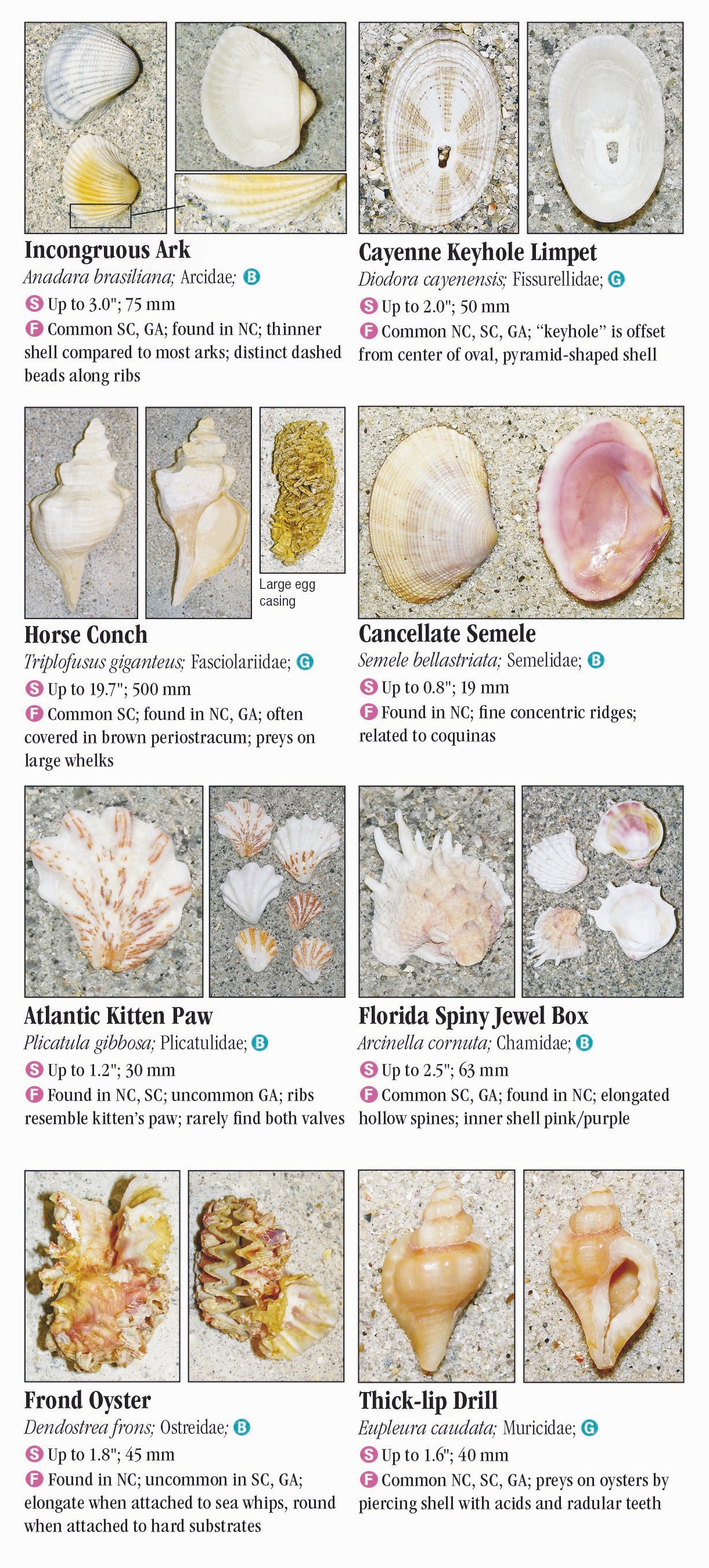 Shells Of North Carolina South Carolina And Georgia Quick Reference