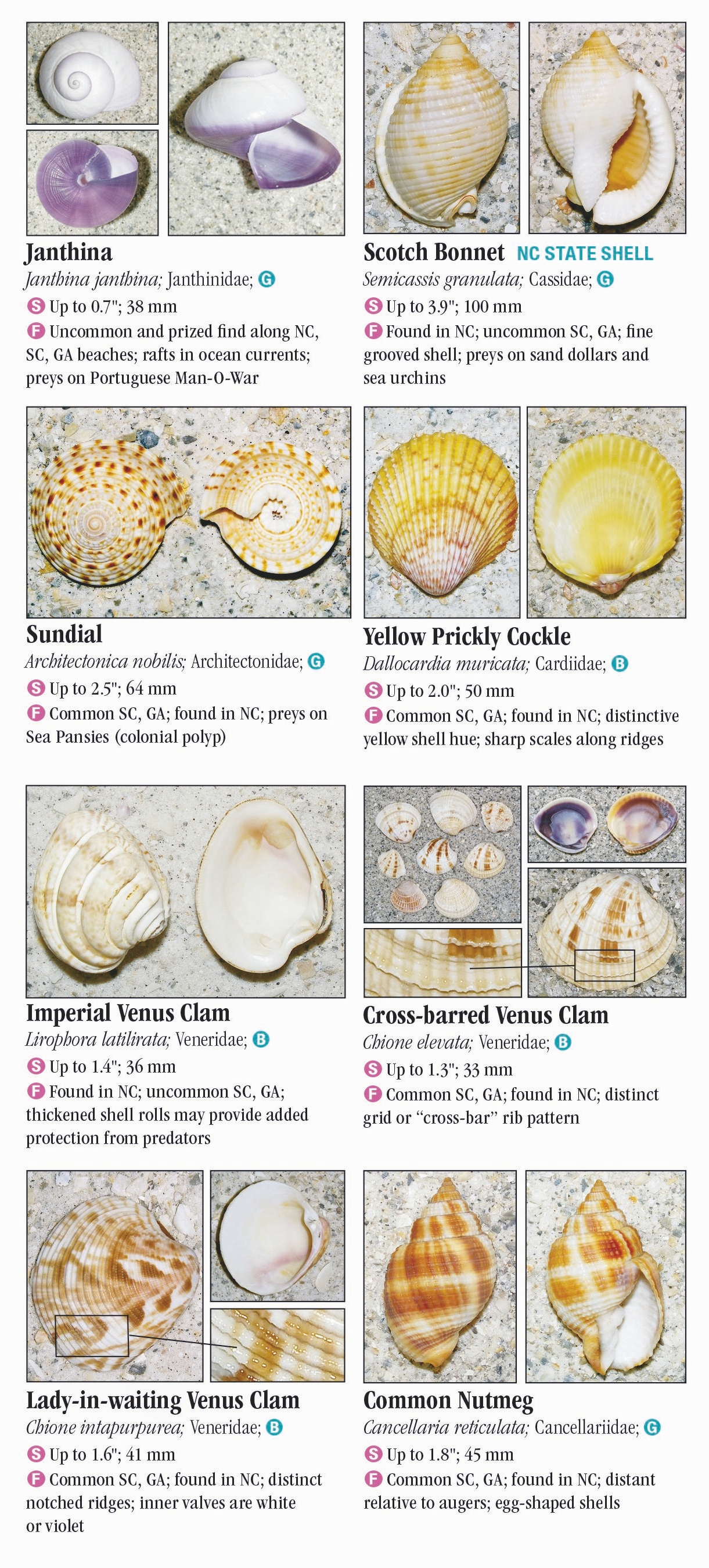 Shells of North Carolina, South Carolina & Georgia – Quick Reference ...