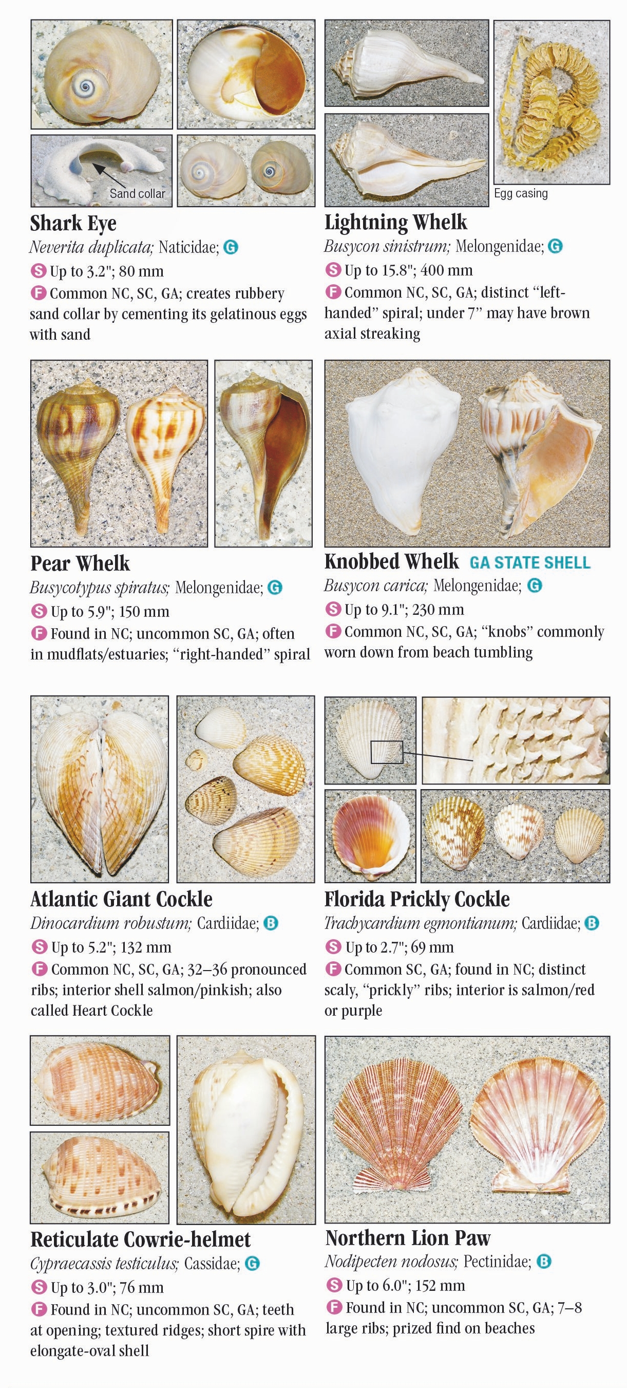 shells-of-north-carolina-south-carolina-georgia-quick-reference