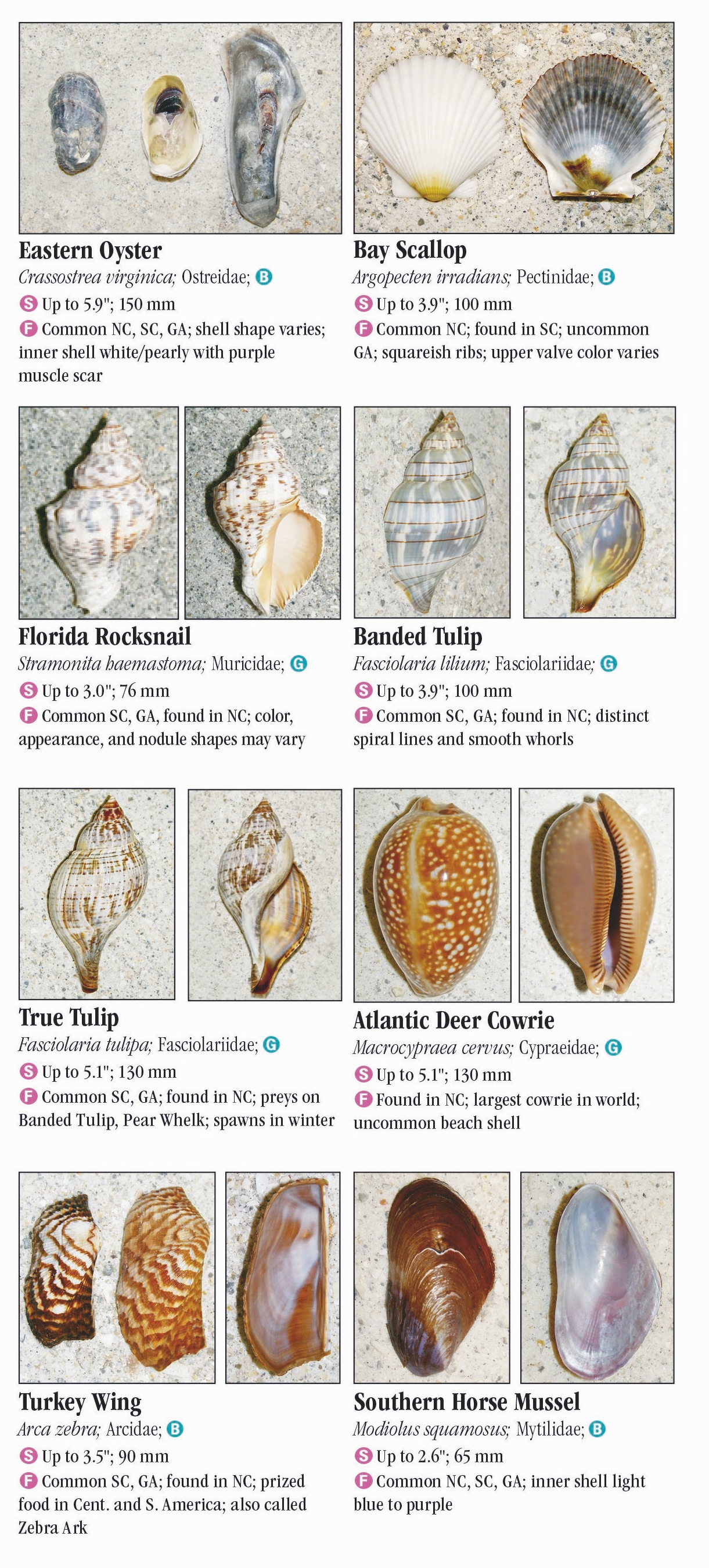 Shells Of North Carolina South Carolina And Georgia Quick Reference