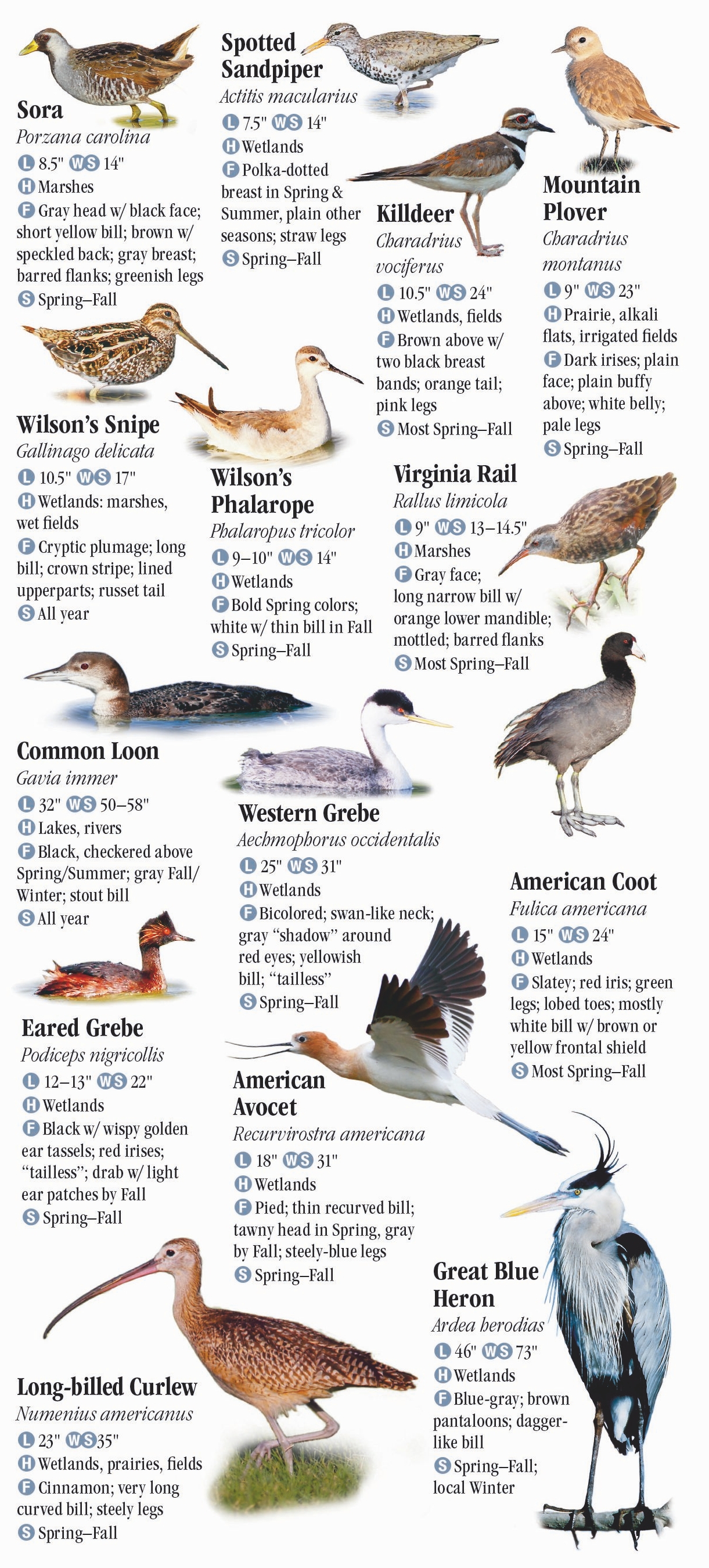 Birds of the Northern Rocky Mountains – Quick Reference Publishing Retail